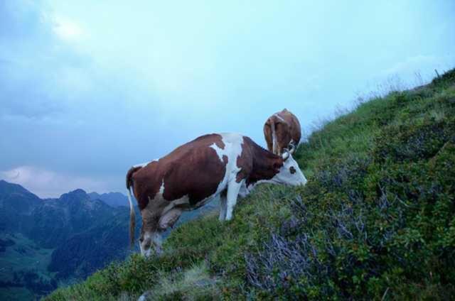 Photo 44