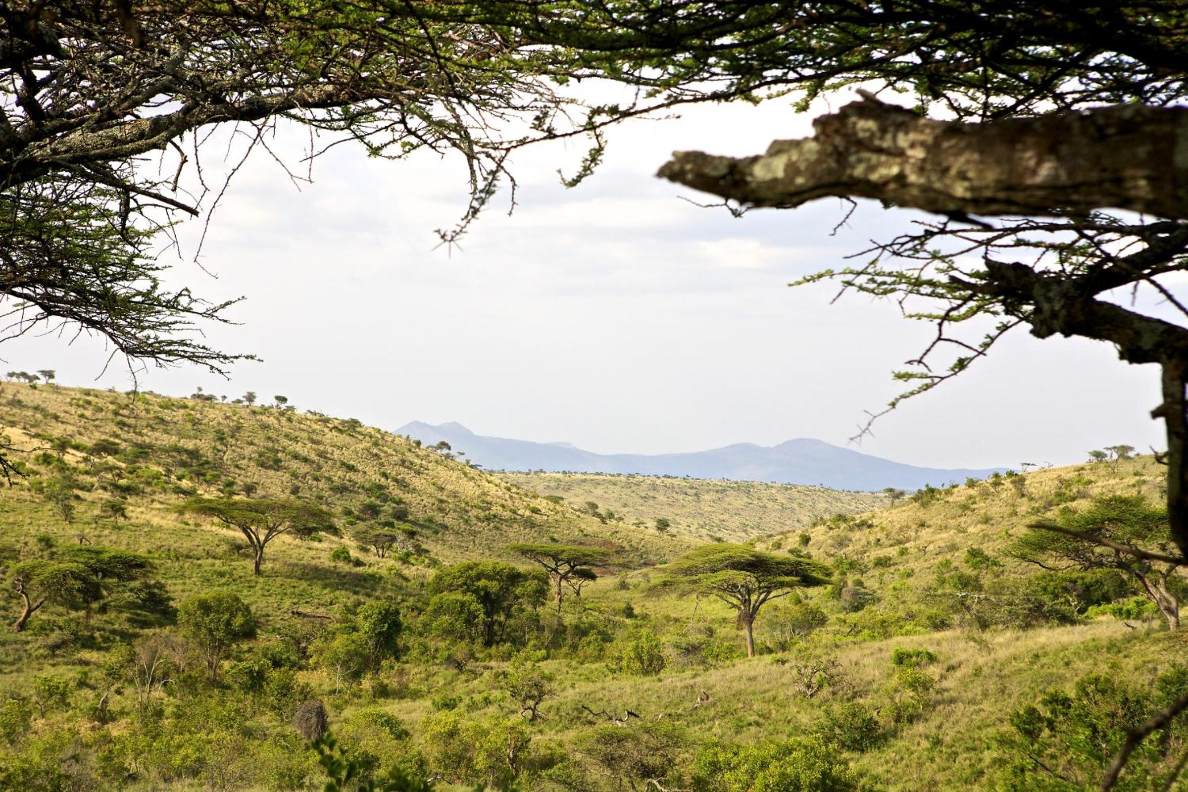 Elewana Lewa Safari Camp