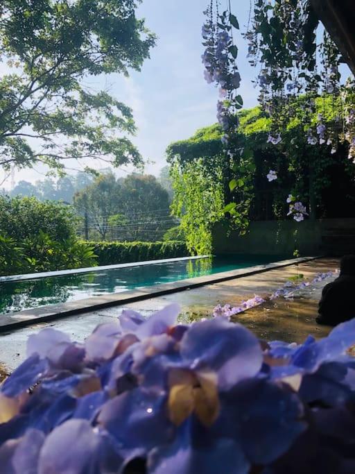 GODDESS Kandy view 3