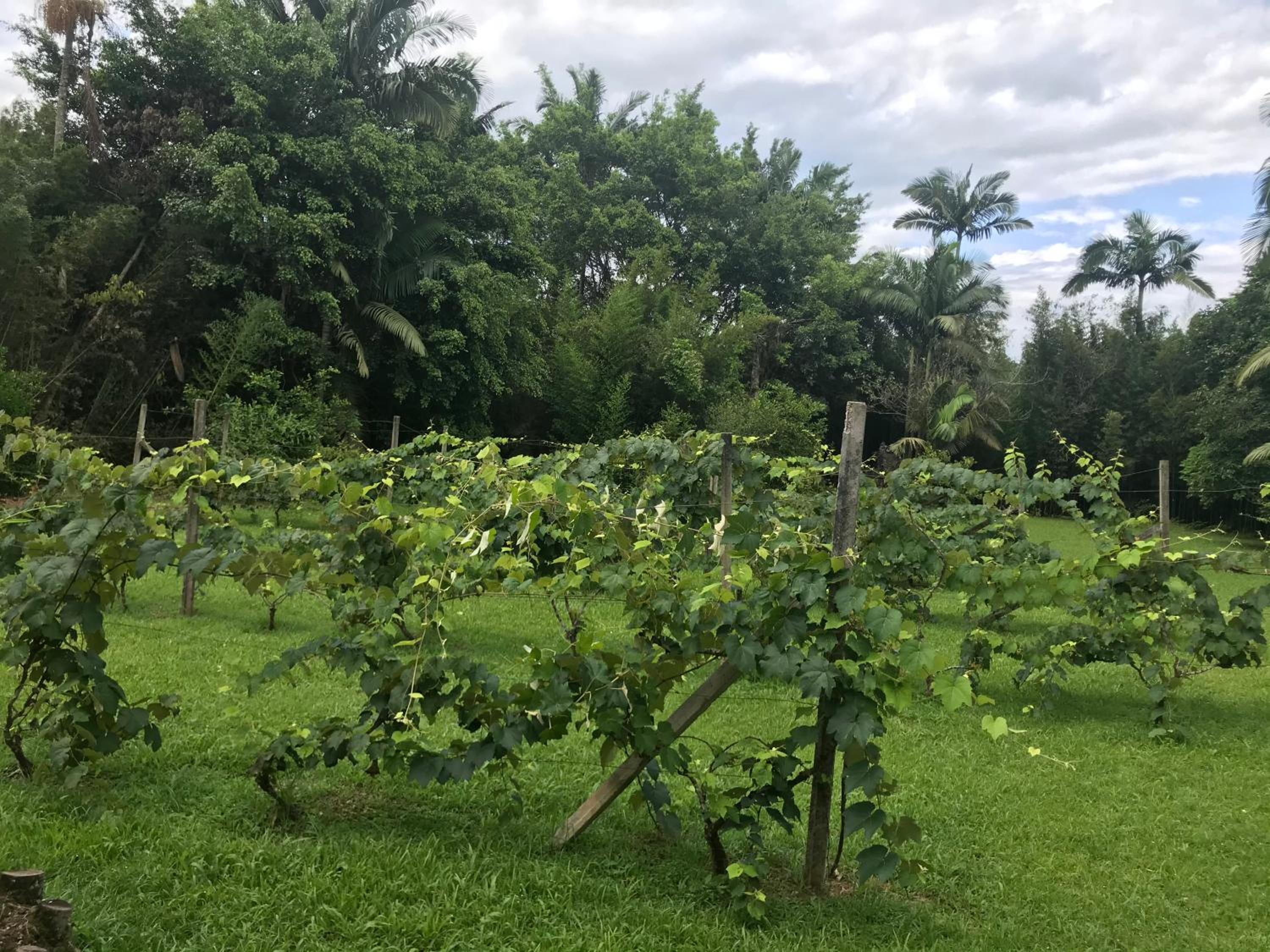 Casa de Campo no Centro de Pomerode