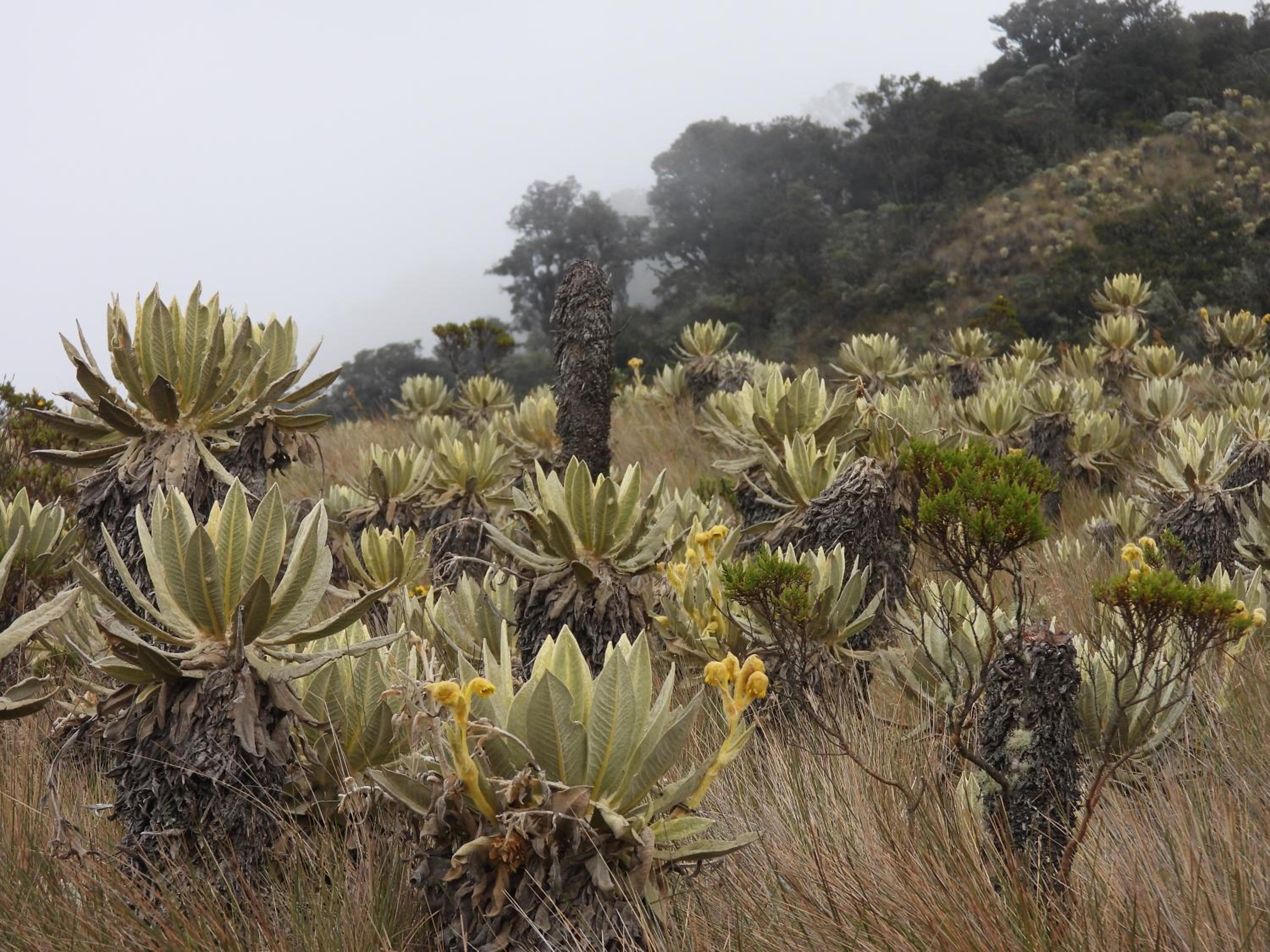 Finca TRADICIONAL EL OTOÑO