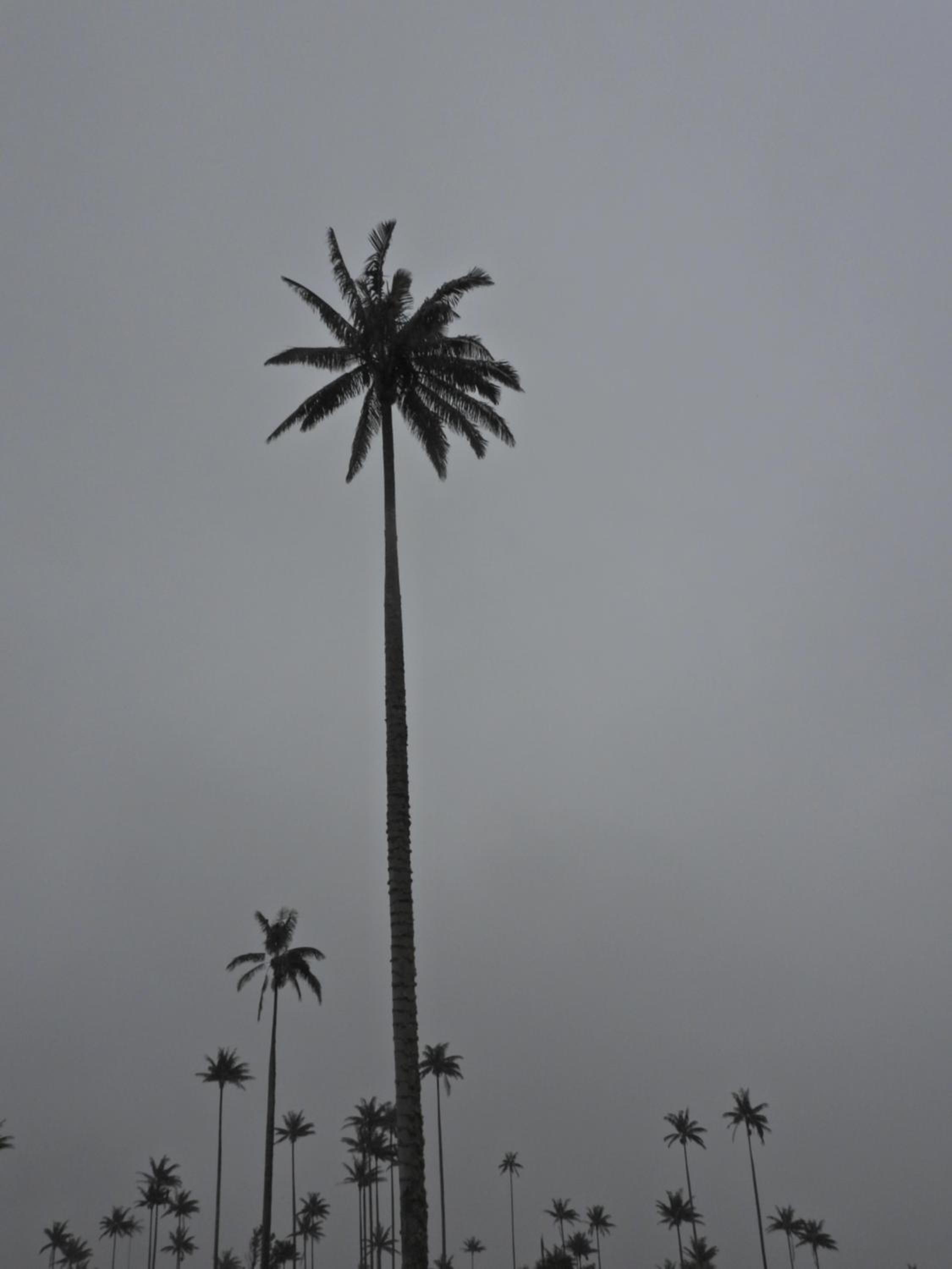 Finca TRADICIONAL EL OTOÑO