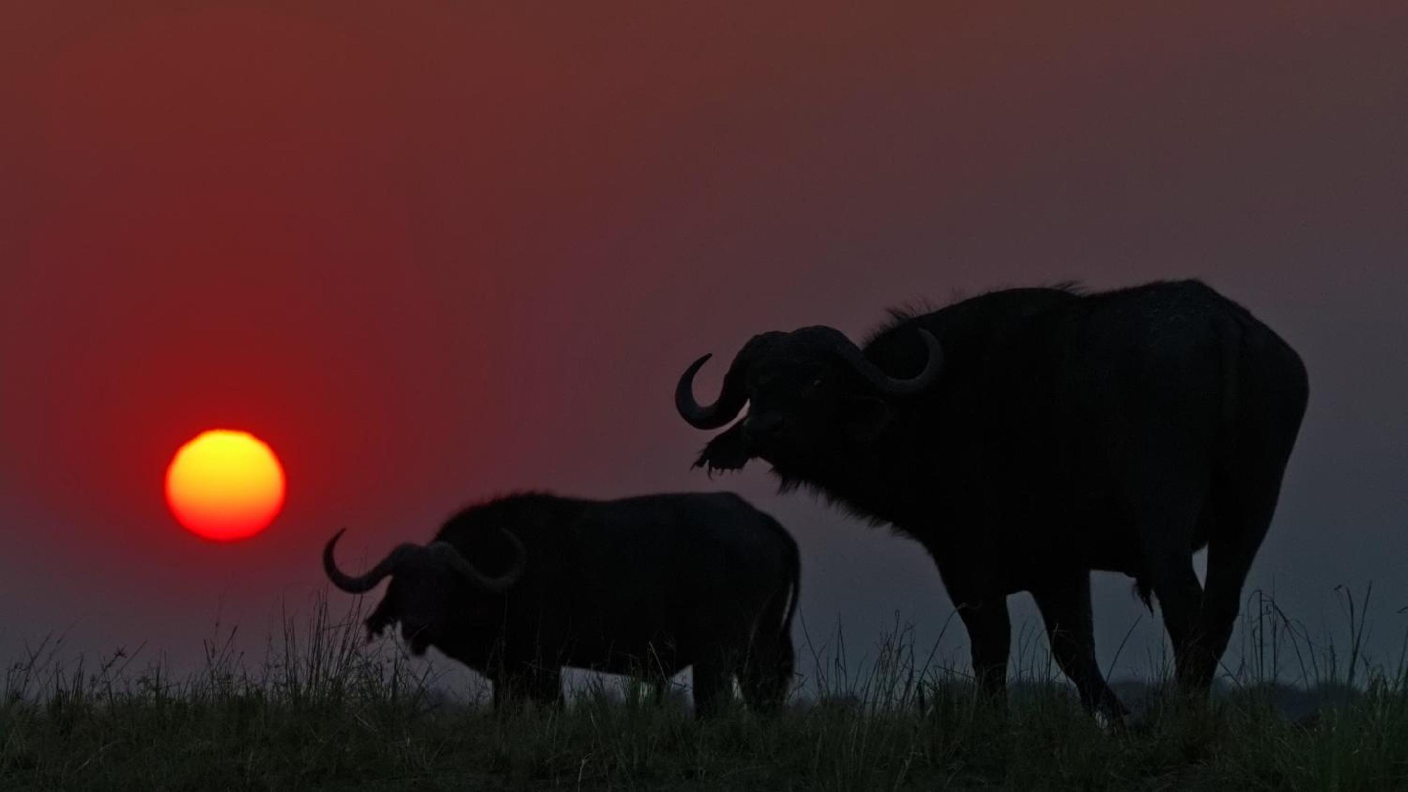 Chobe Marina Lodge