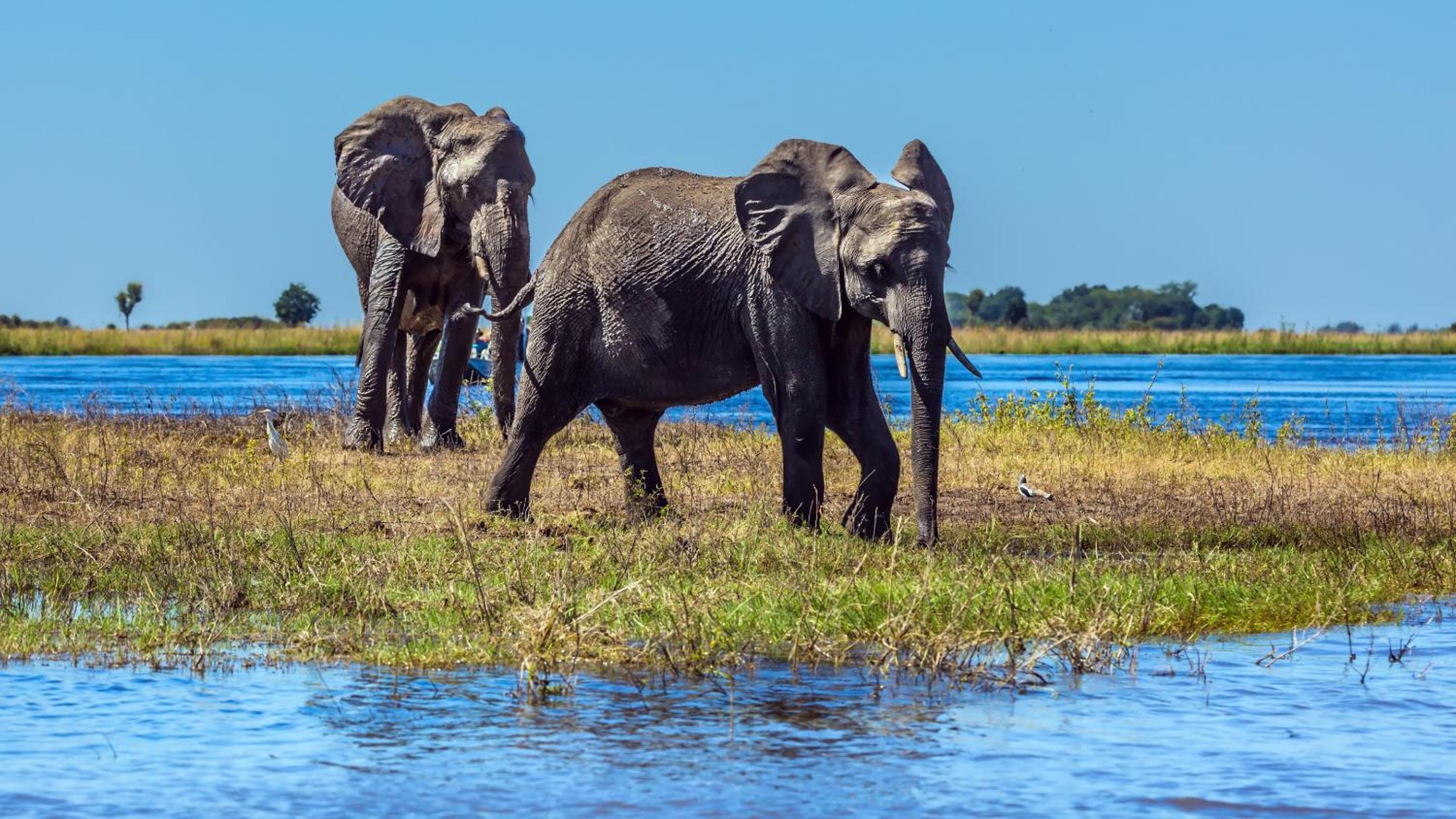 Chobe Marina Lodge