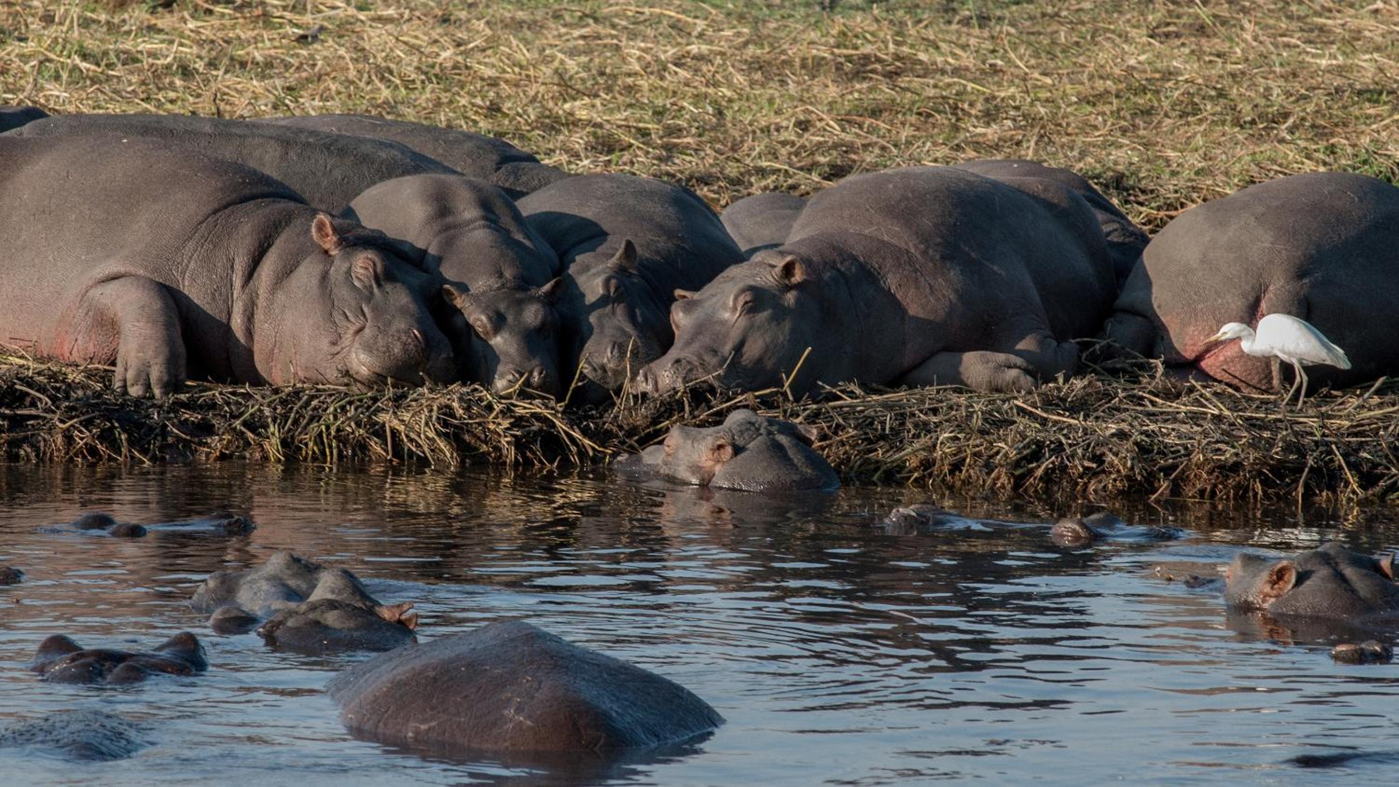 Chobe Marina Lodge