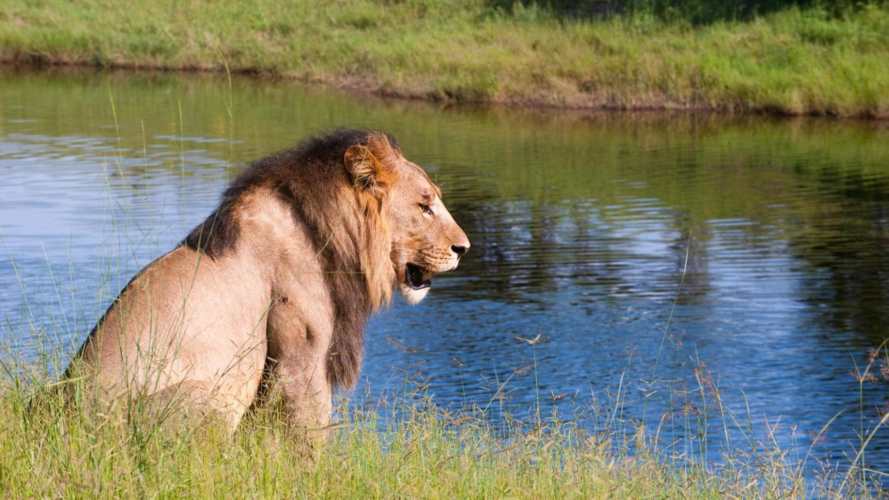 Chobe Marina Lodge