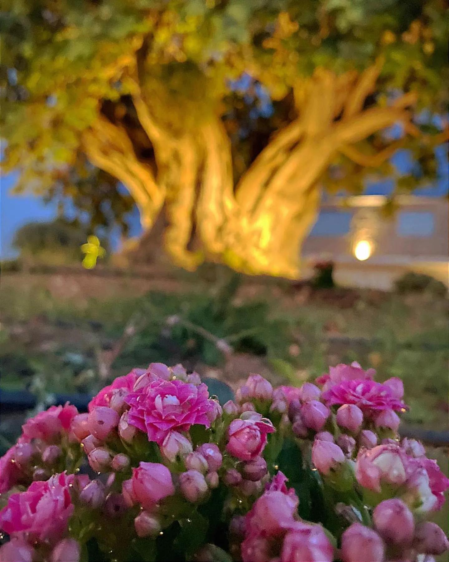 Carrua