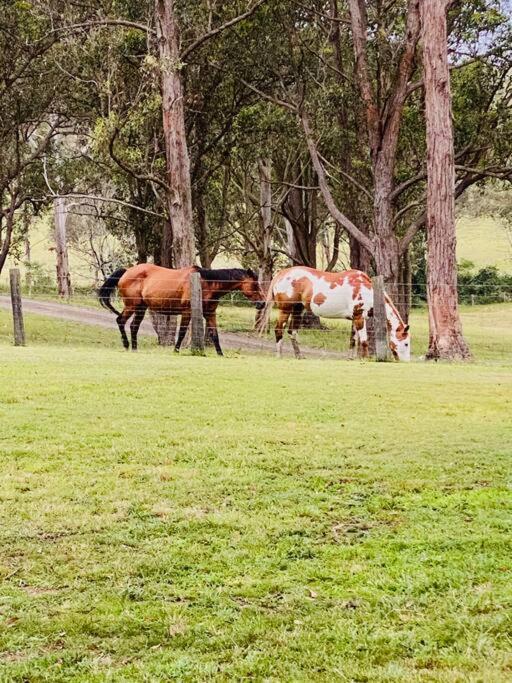 Dungog Farmstay - Kingaley