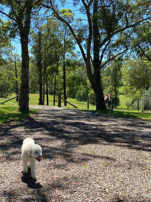 Dungog Farmstay - Kingaley