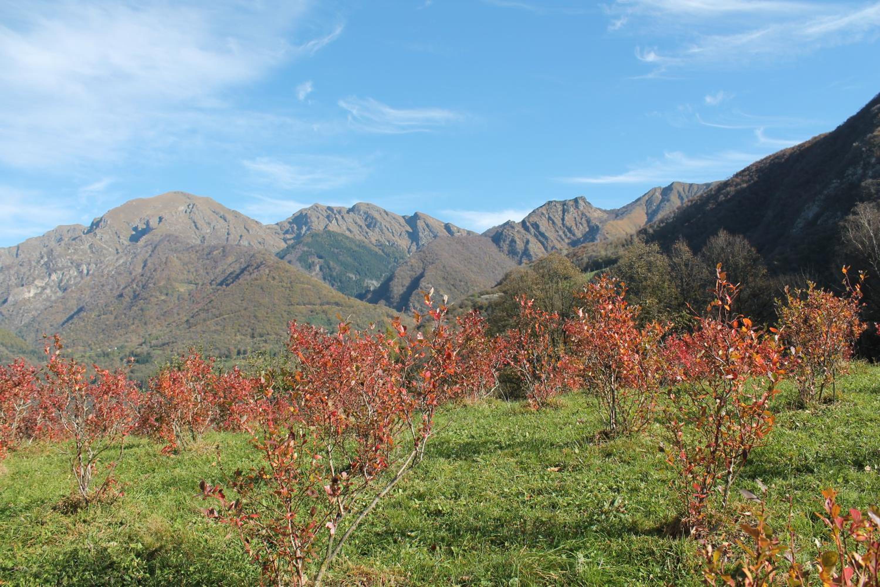Photo 41
