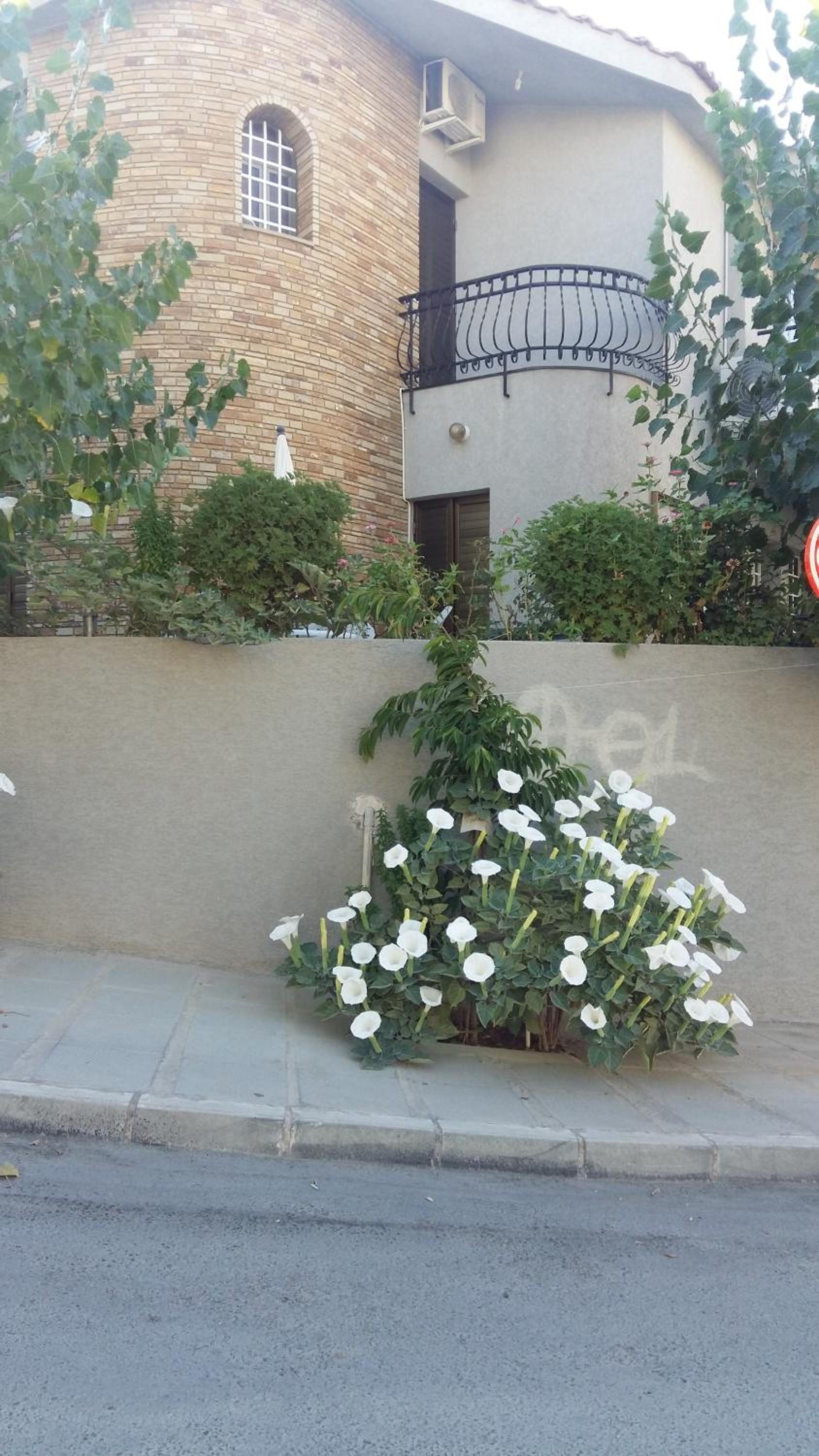 Nikola's House