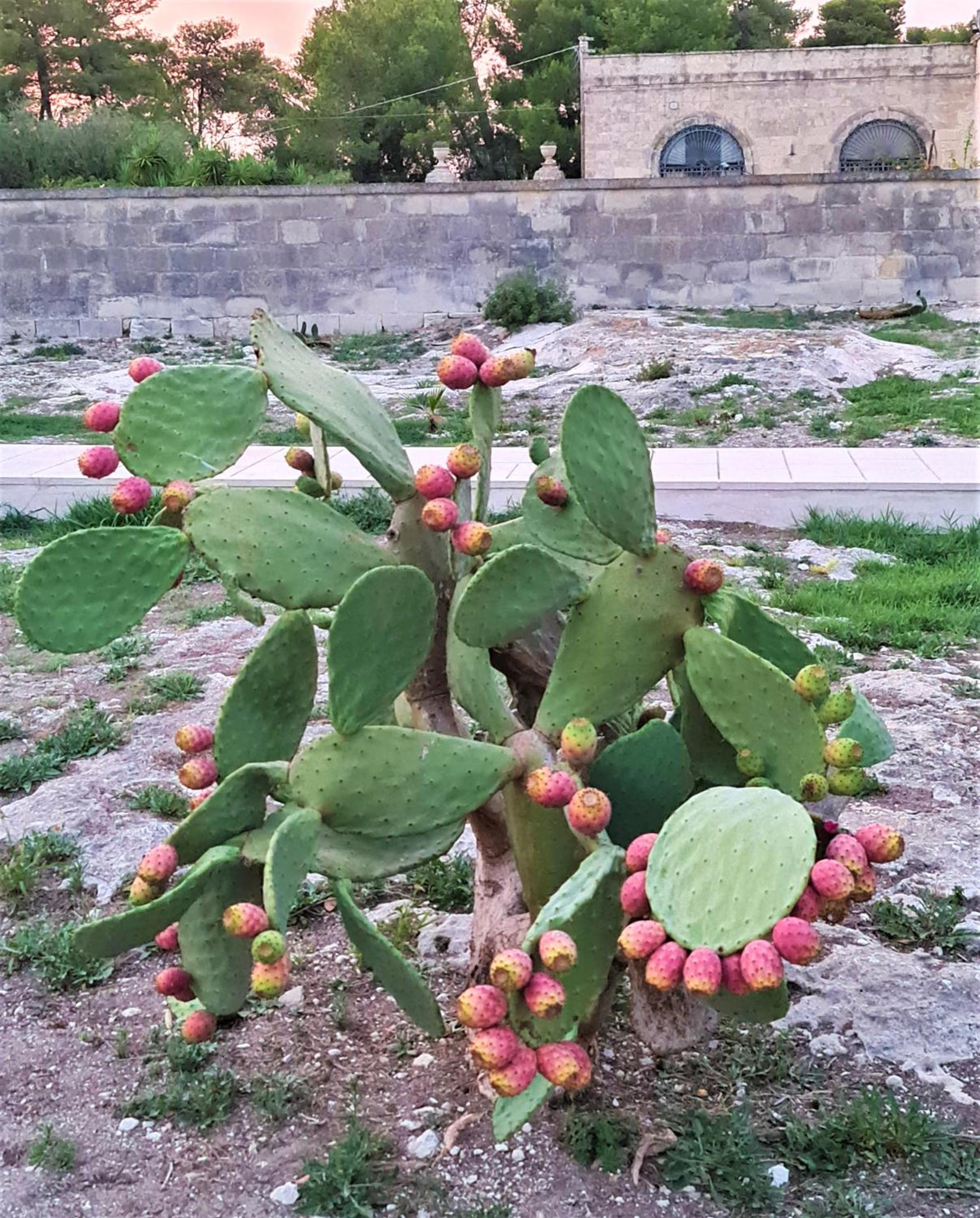 Masseria Specchiulla en Otranto