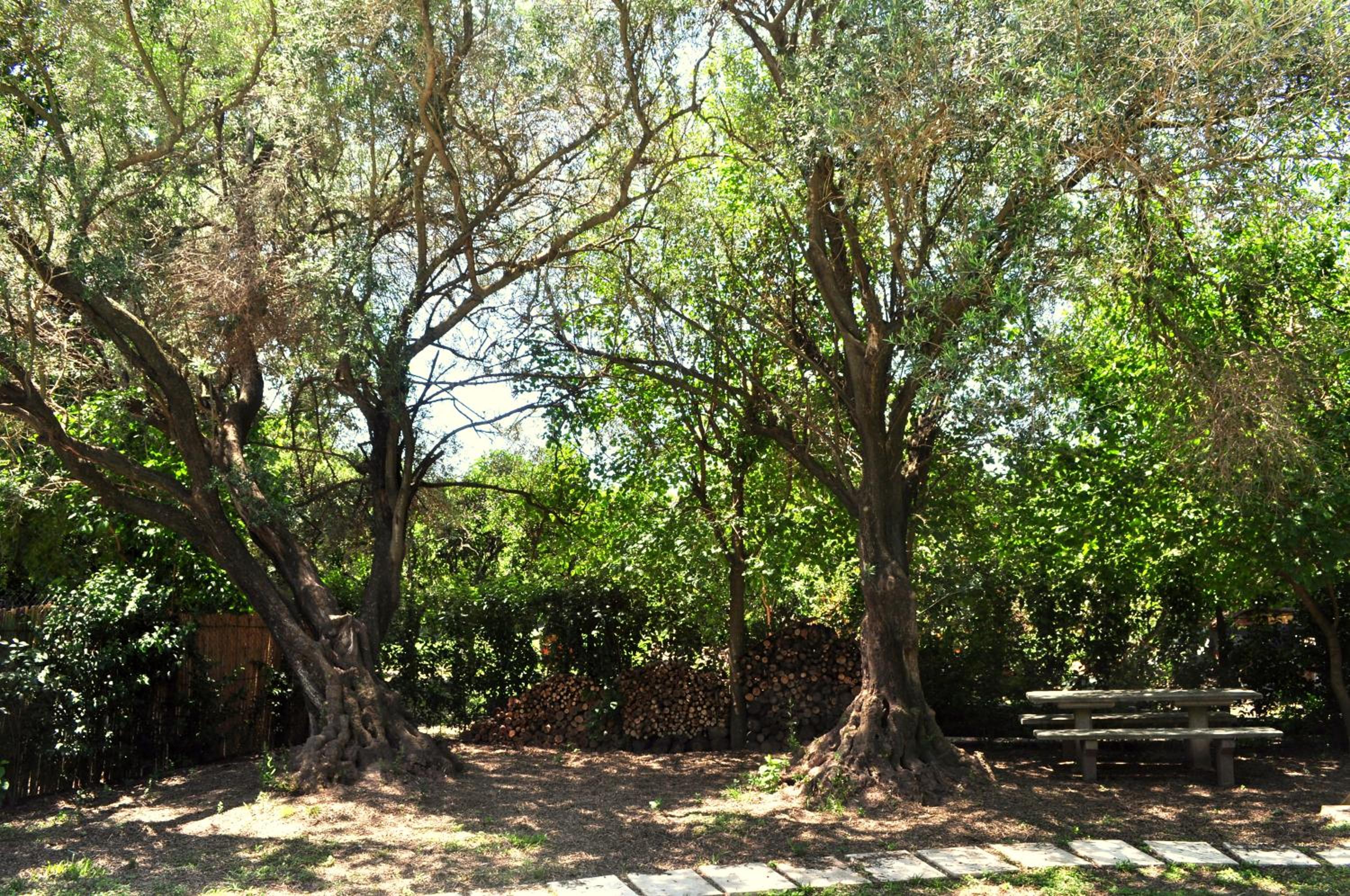 Los Olivos Loft