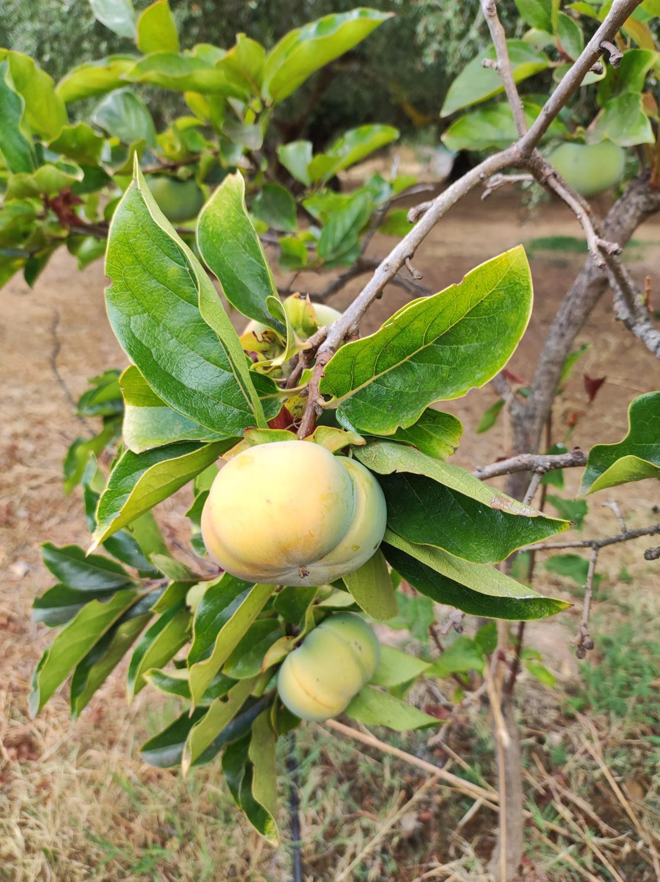 Anatolika Stamatis Paradise