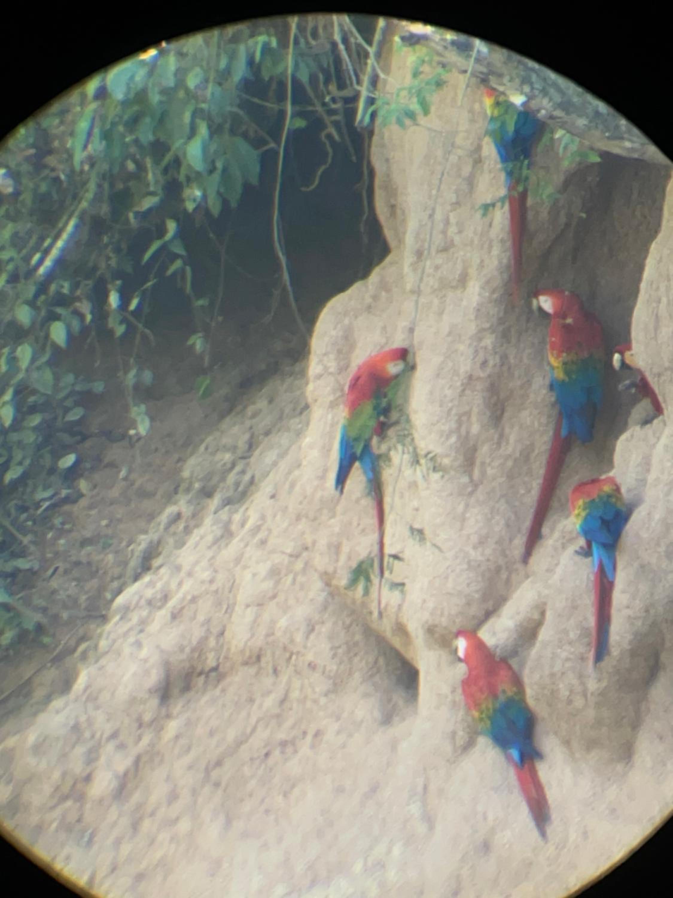 Homestay Oropendola tambopata