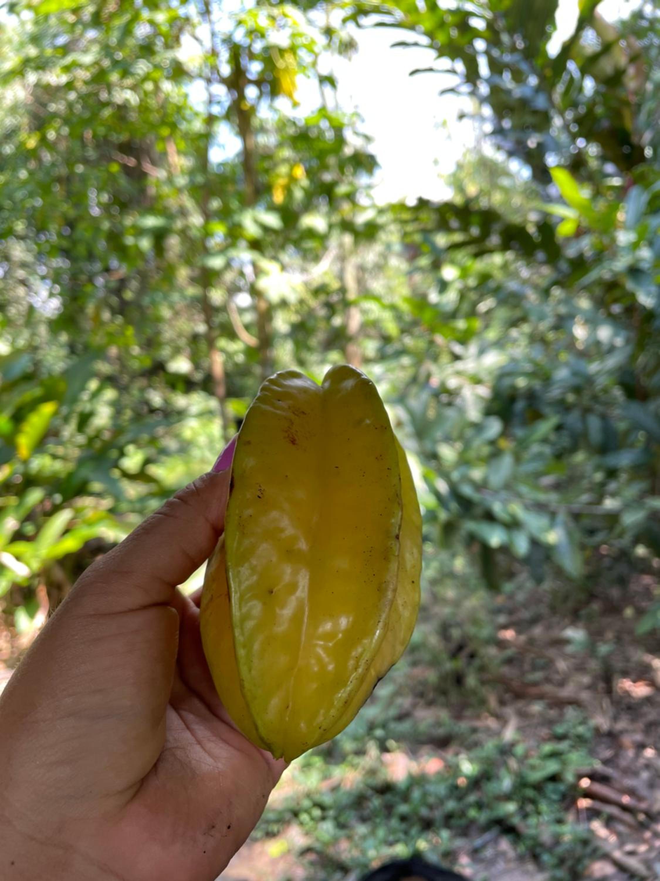 Homestay Oropendola tambopata