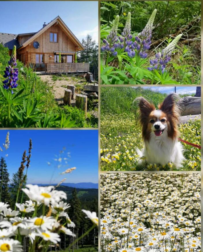 Chalet Die Berghexn