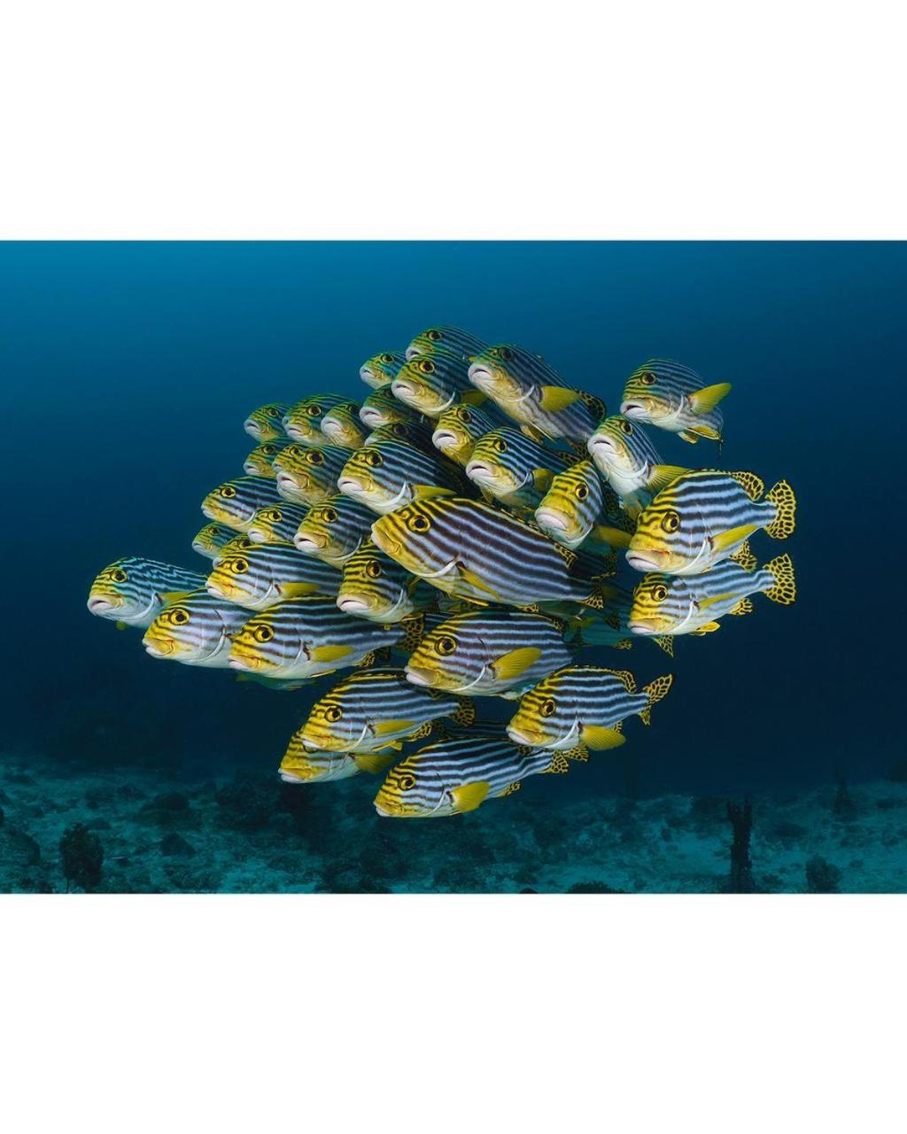 Aveyla Manta Village