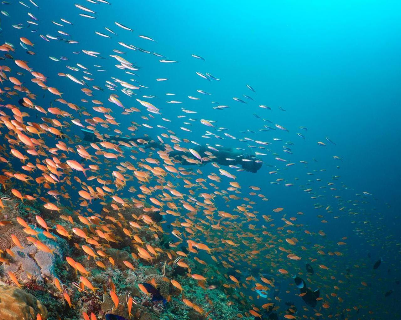 Aveyla Manta Village
