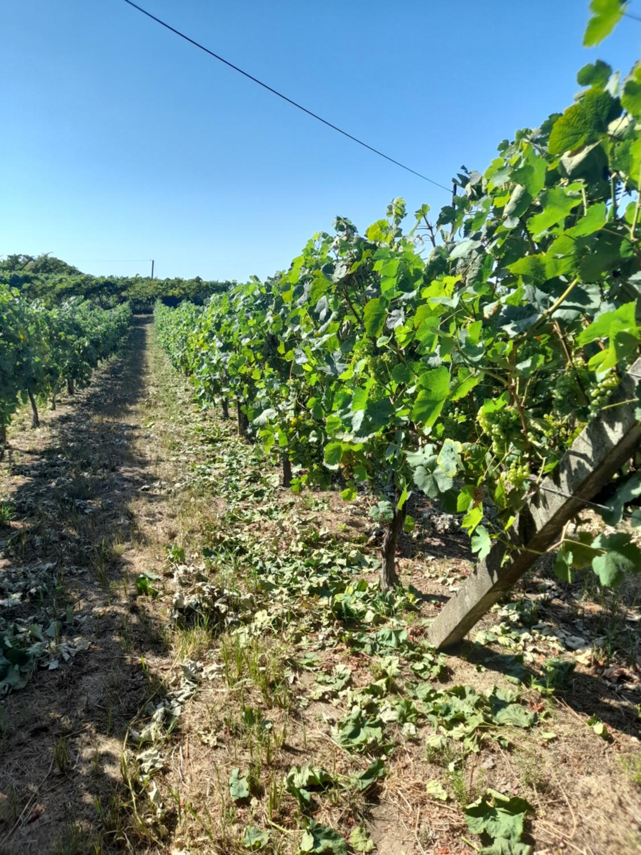 Quinta do silva view 4