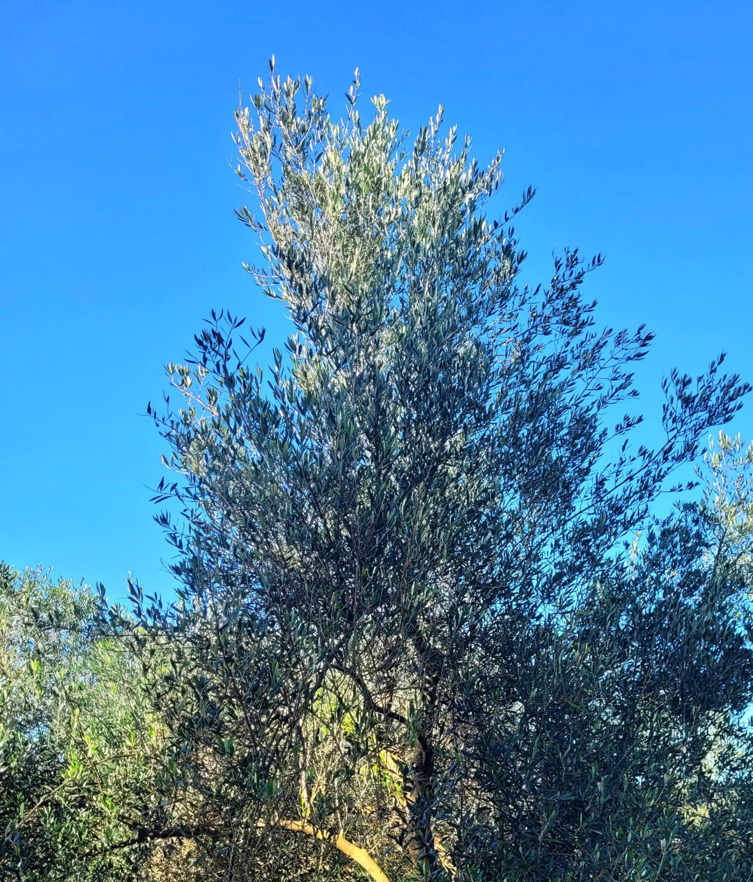 Fazenda Serra que Chora - Pousada e Restaurante