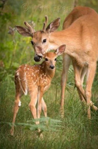 Deer Haven Apartment