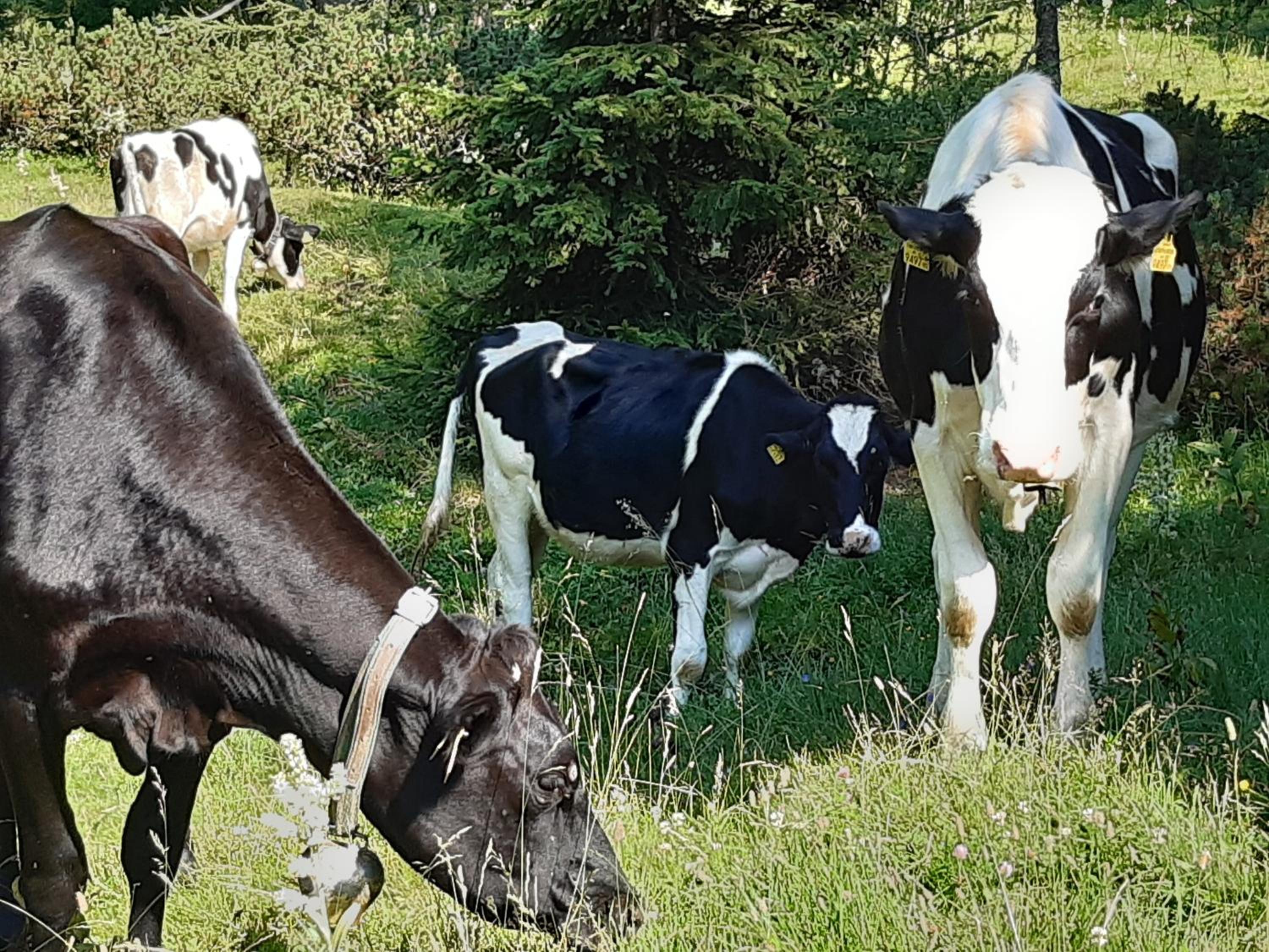 Troadkasten - Ferienhaus am BIO-Bergbauernhof Kammerhofer vlg Roath