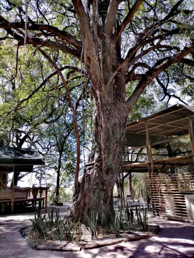 ASKIESBOS - Samochima Bush Camp