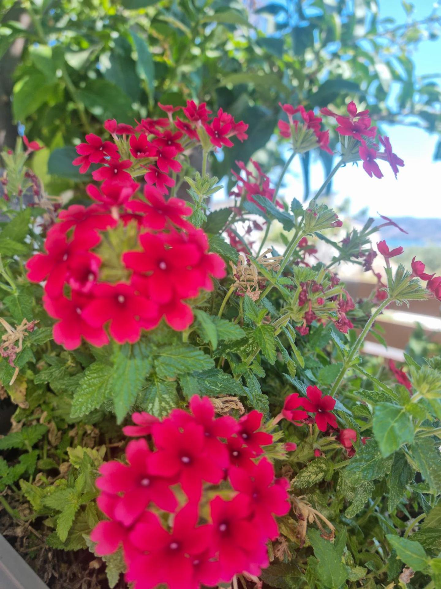 Villa Vanessa