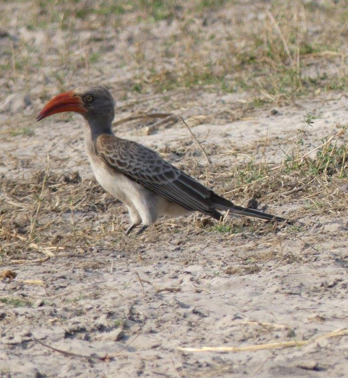 ASKIESBOS - Samochima Bush Camp