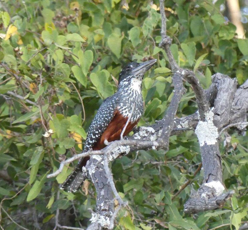 ASKIESBOS - Samochima Bush Camp