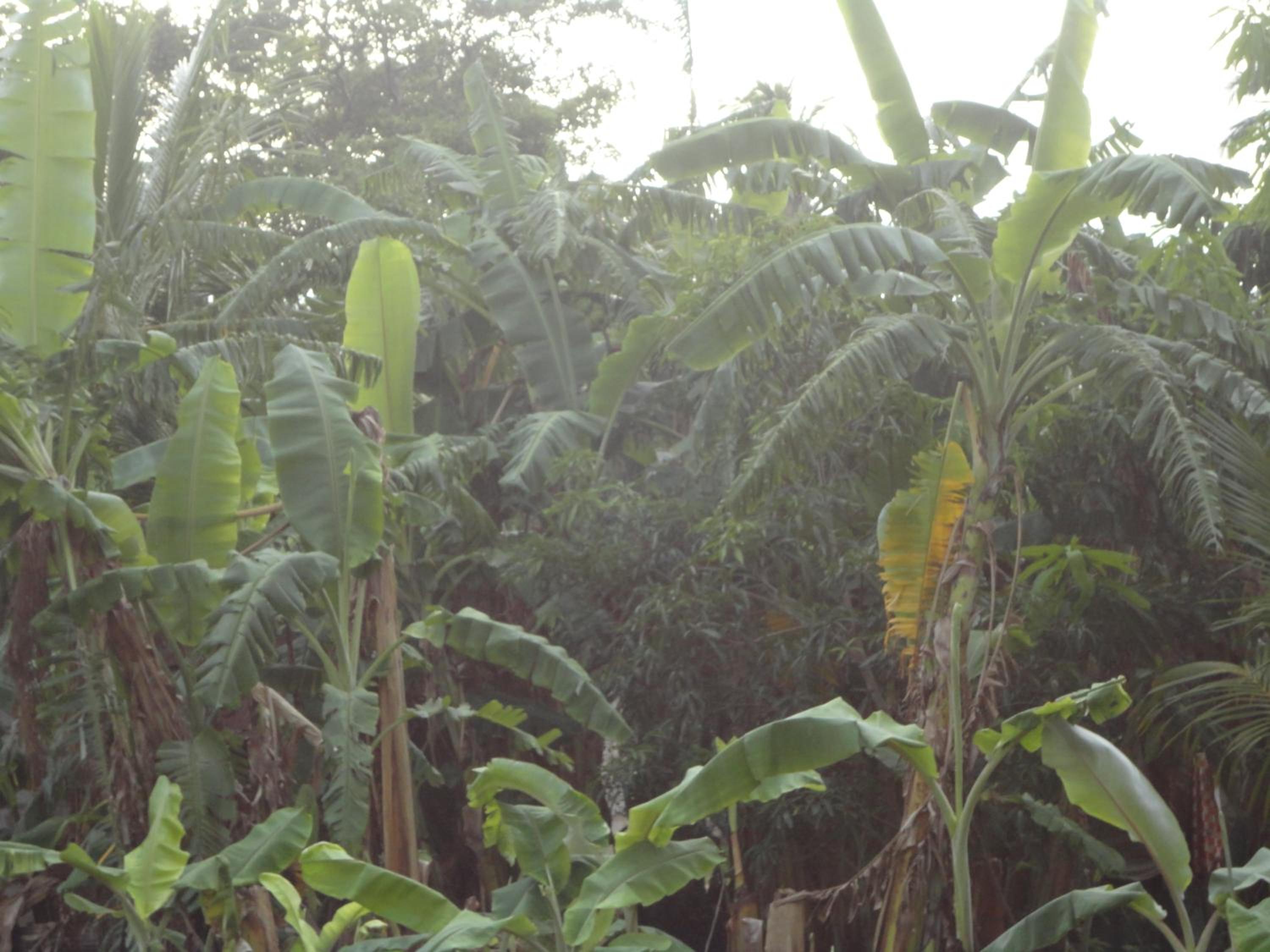 Sigiri Forest View view 2
