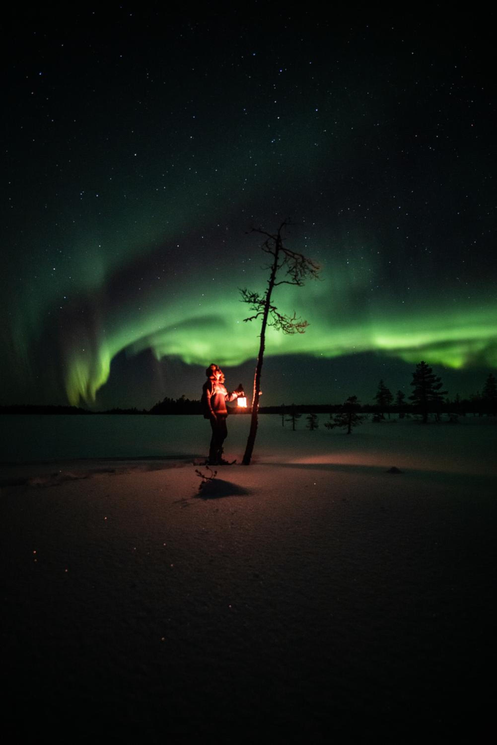 Metsä Kolo