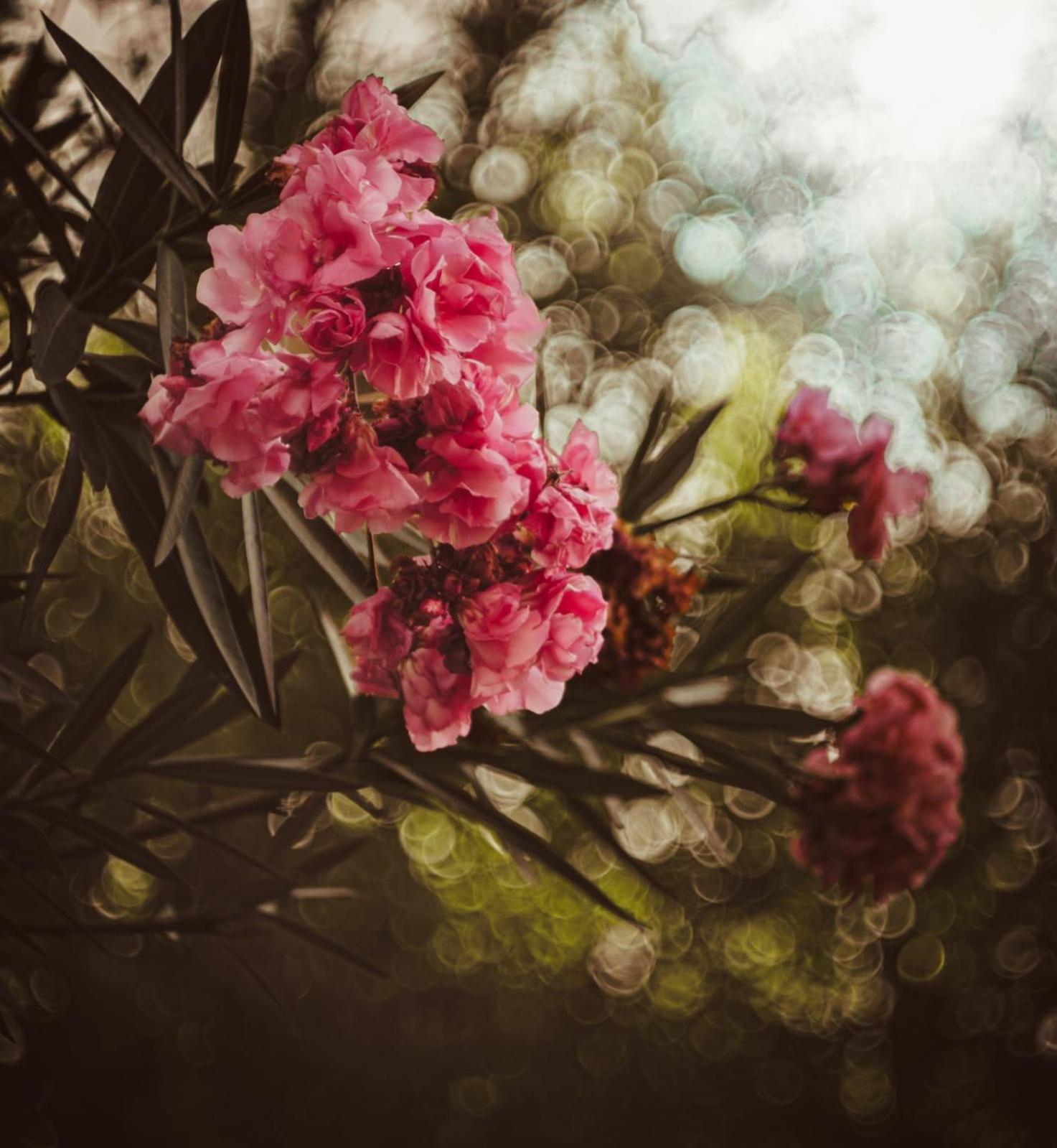 Photo 45
