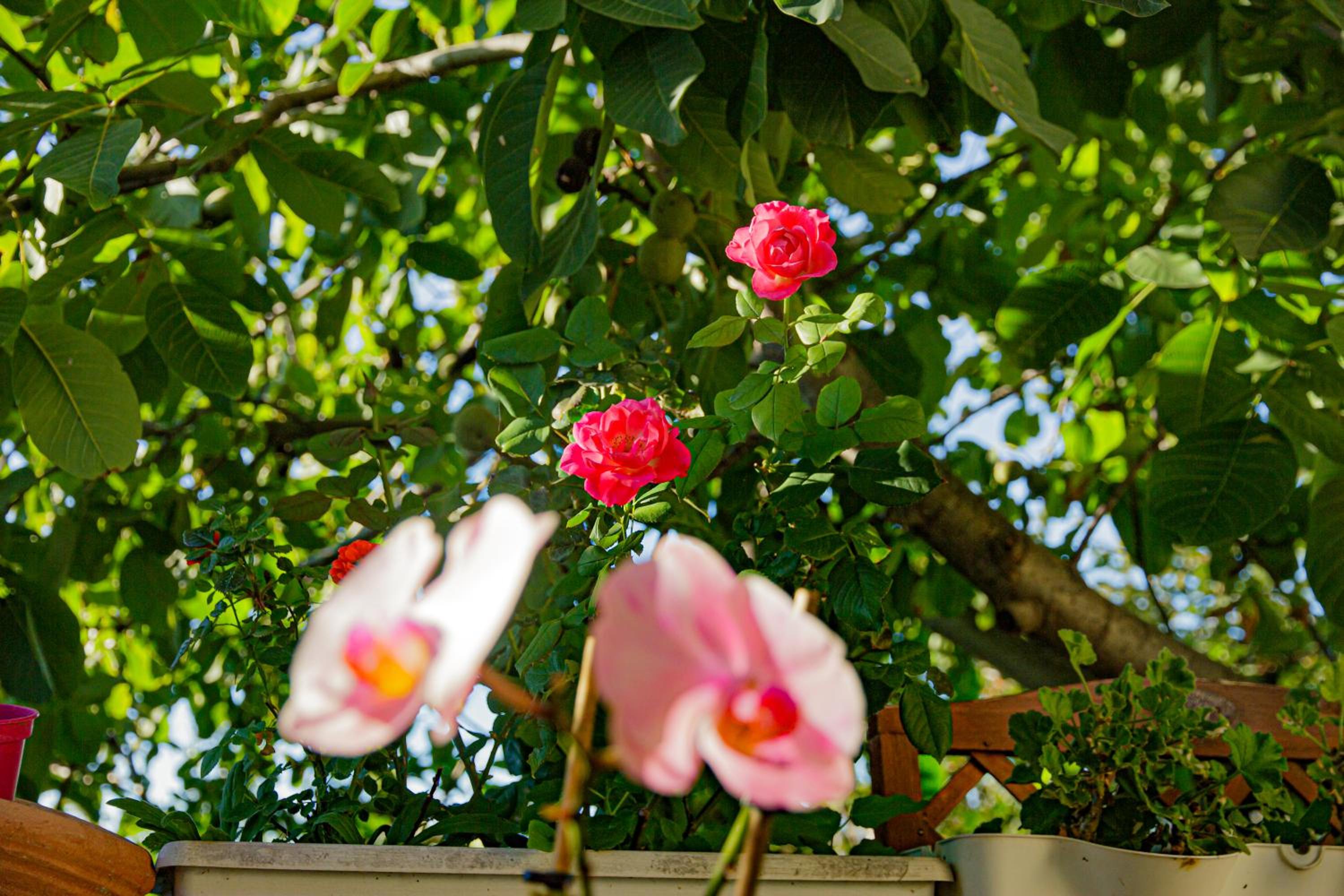 Eden Lilli B&B, photo 57