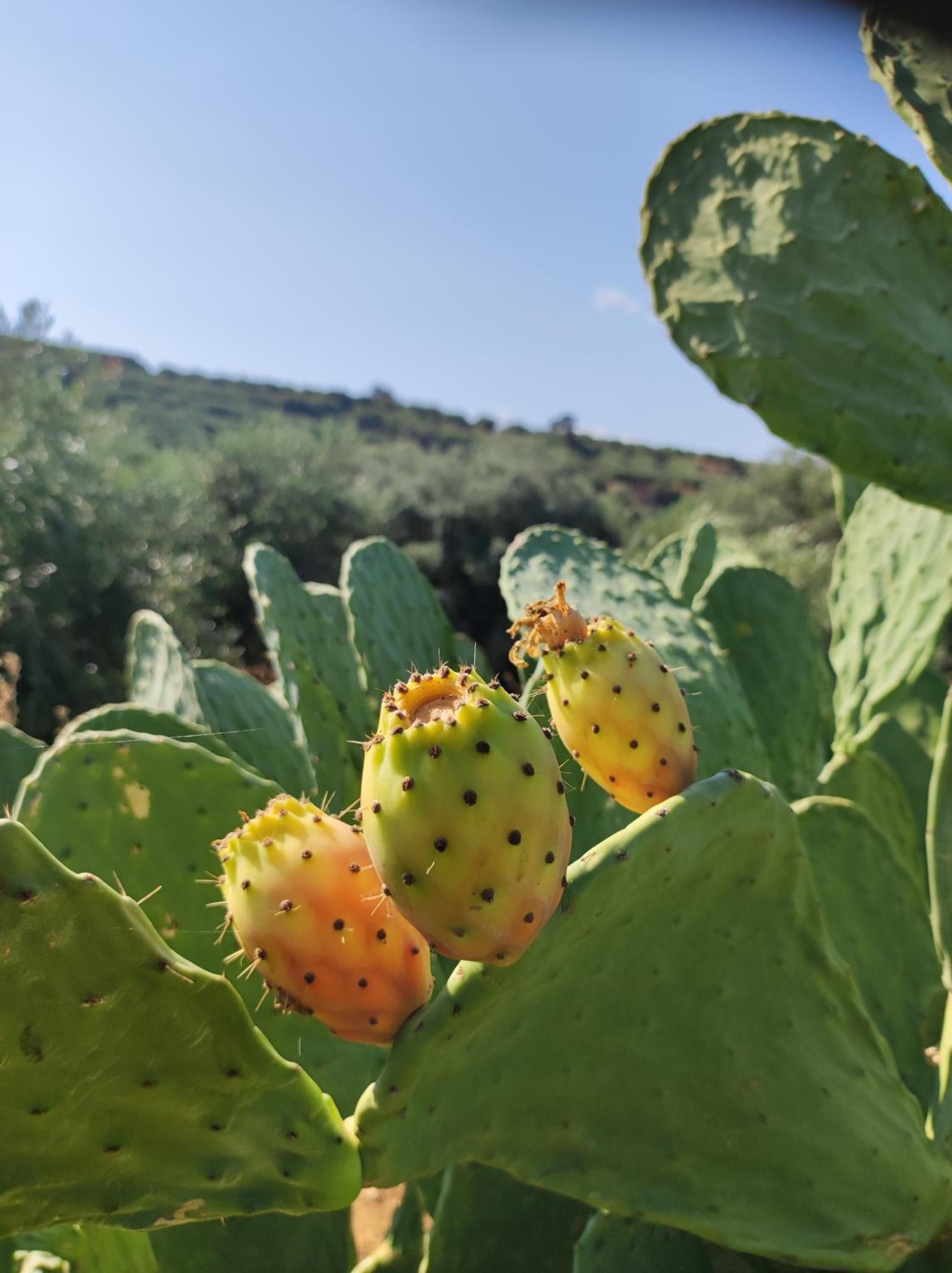 Anatolika Stamatis Paradise