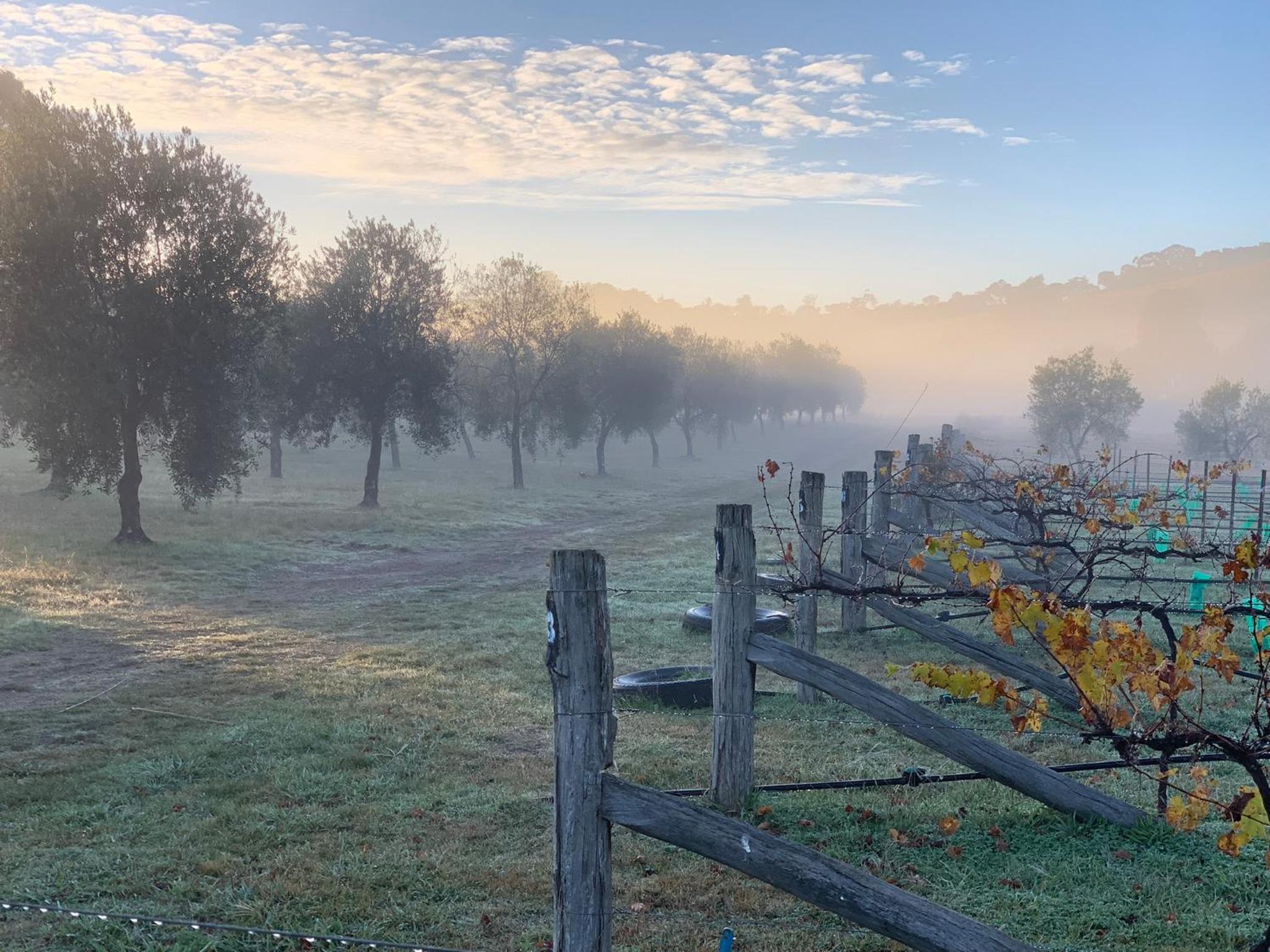 Grattai Grove Mudgee