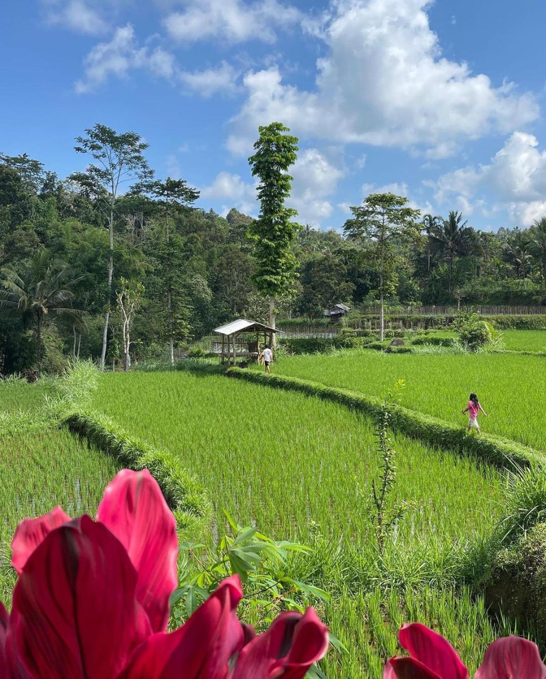Tetebatu Mountain View Homestay