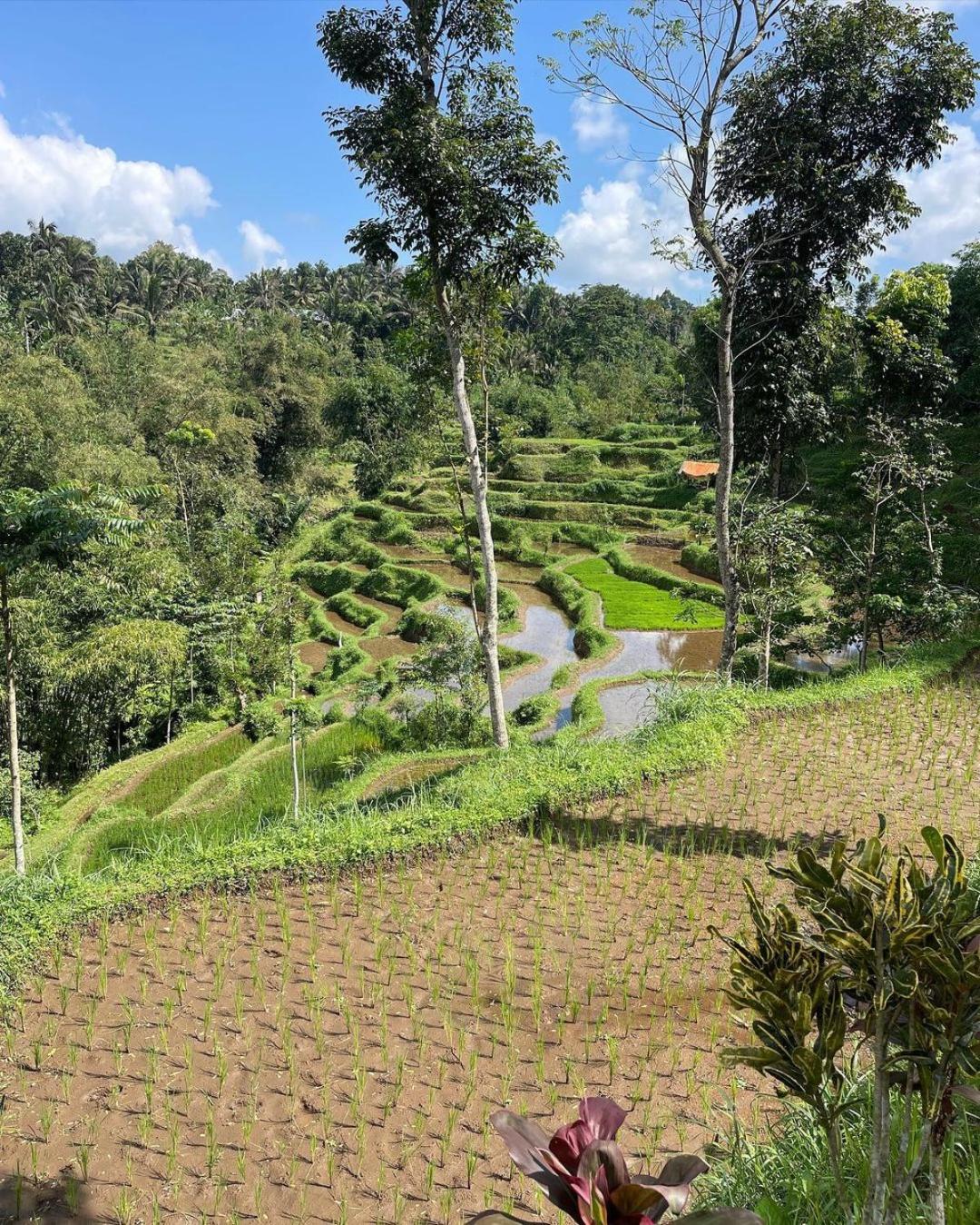 Tetebatu Mountain View Homestay