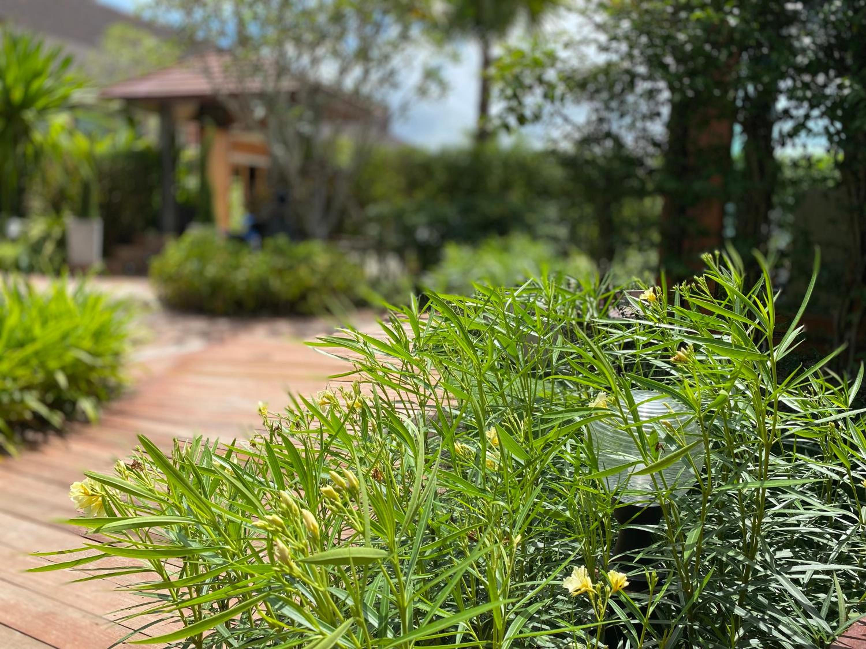 garden