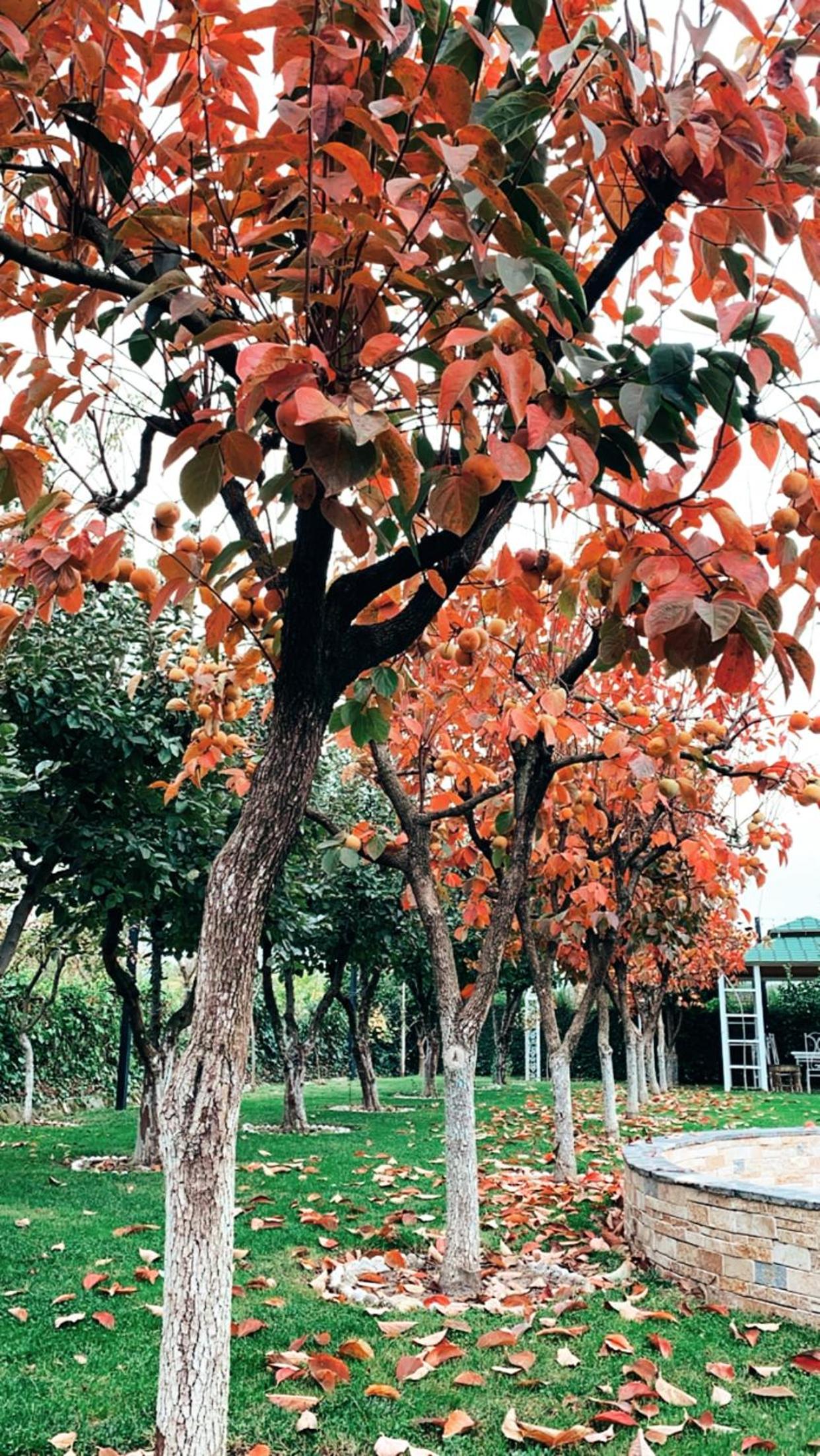 Park Ashik