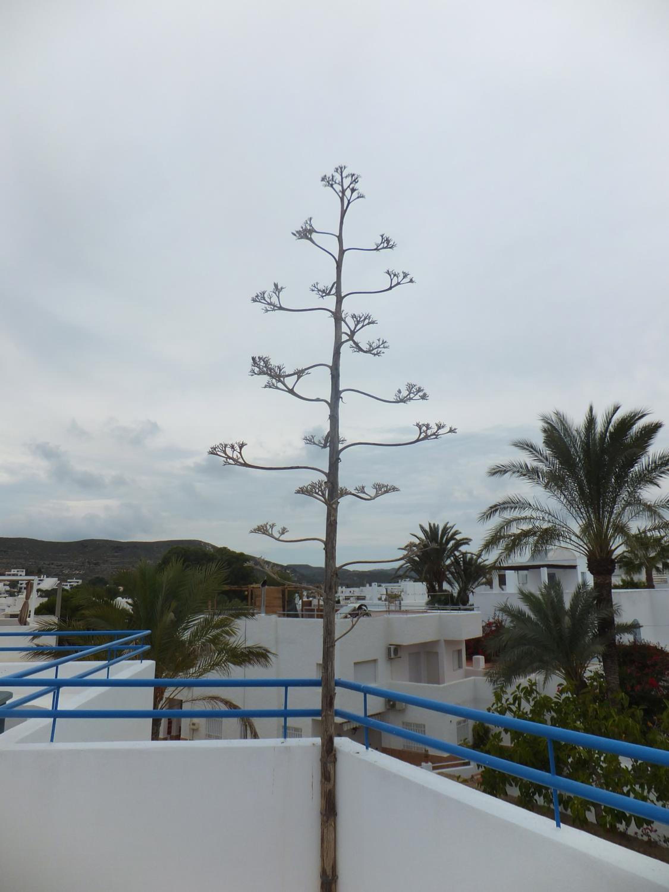 Arto Blanco