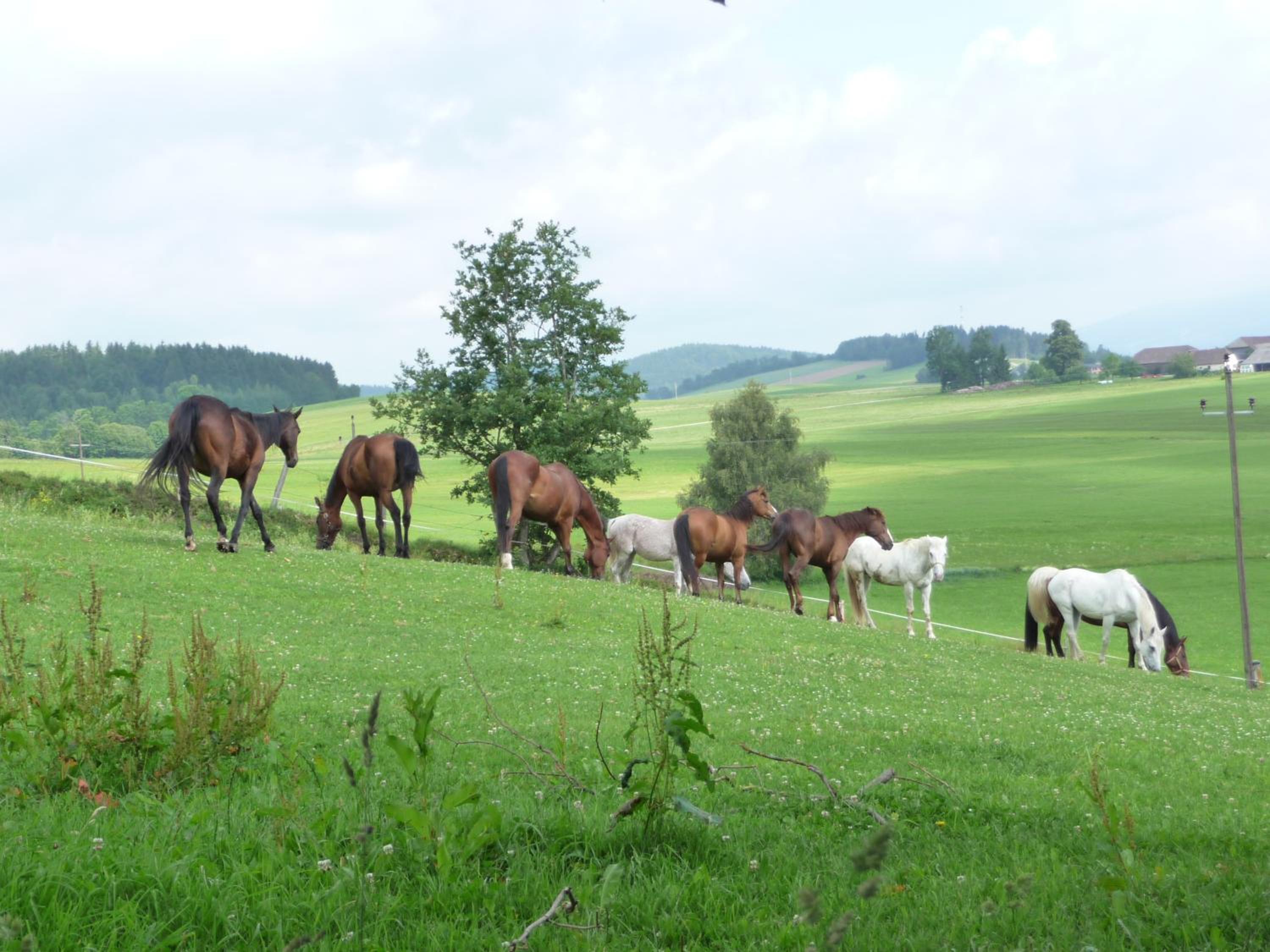 Sportpension Ramlhof