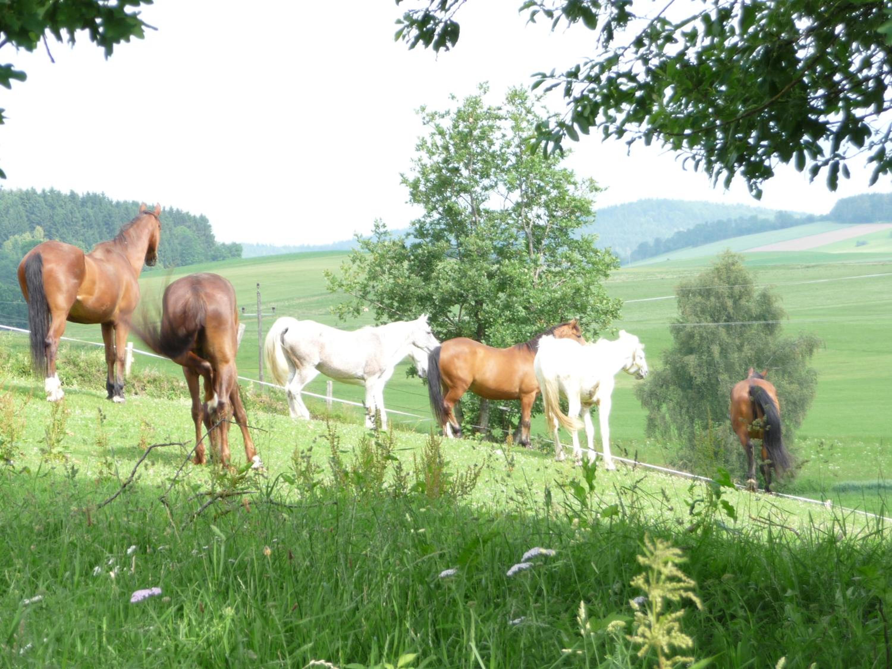 Sportpension Ramlhof
