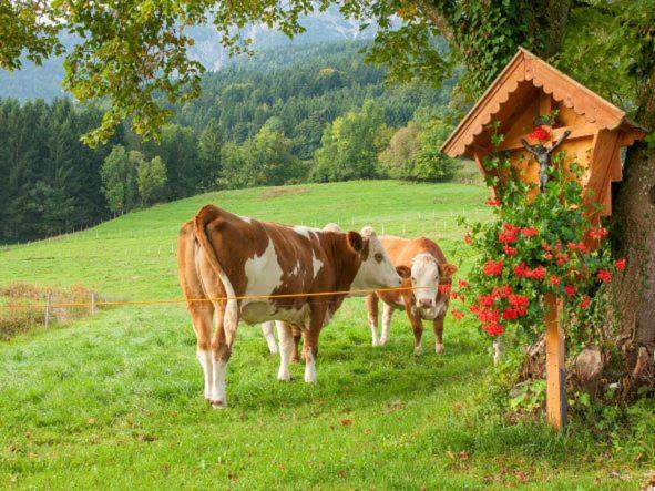 Ferienwohnung Reiter
