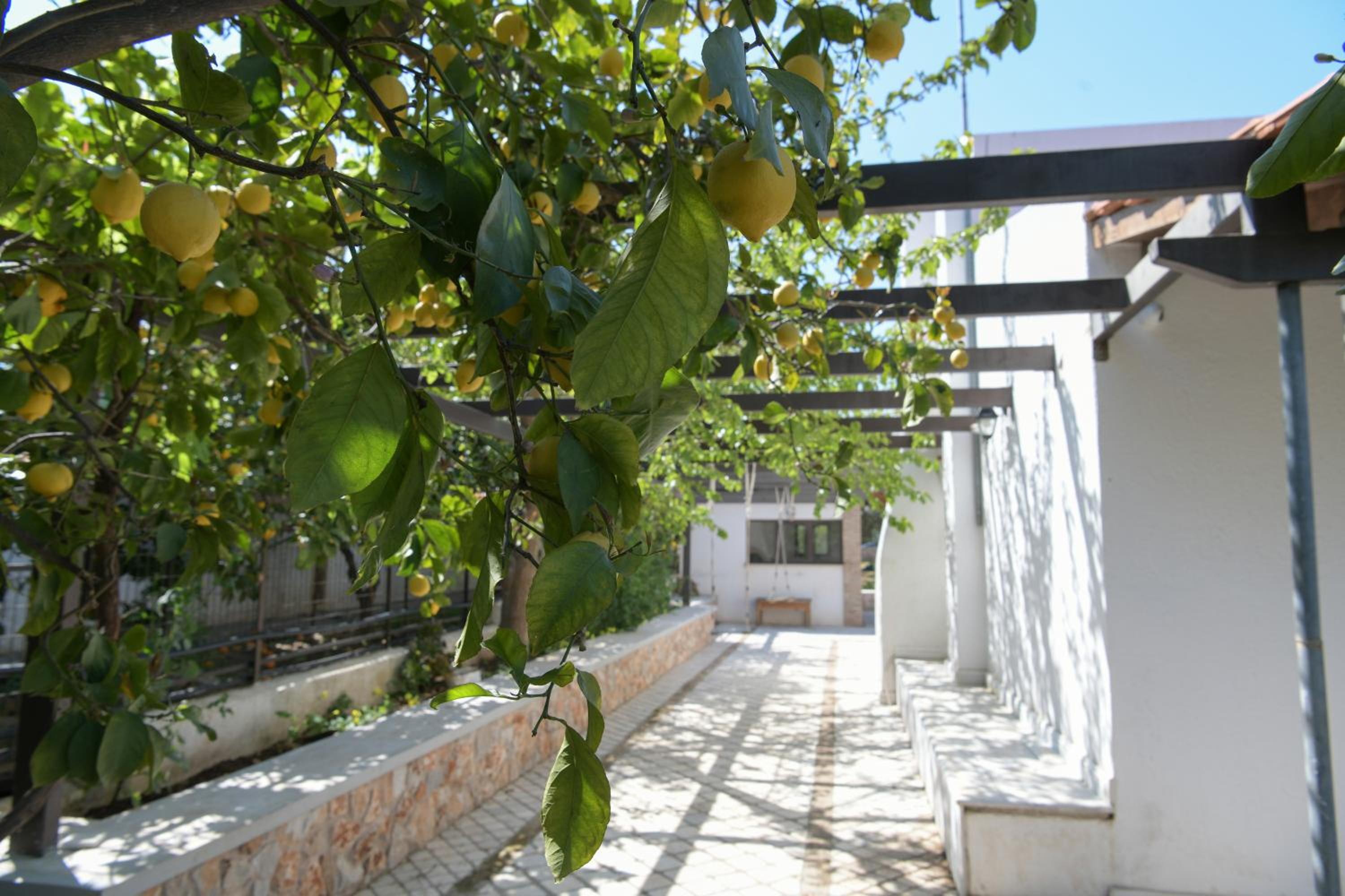 Photo 42