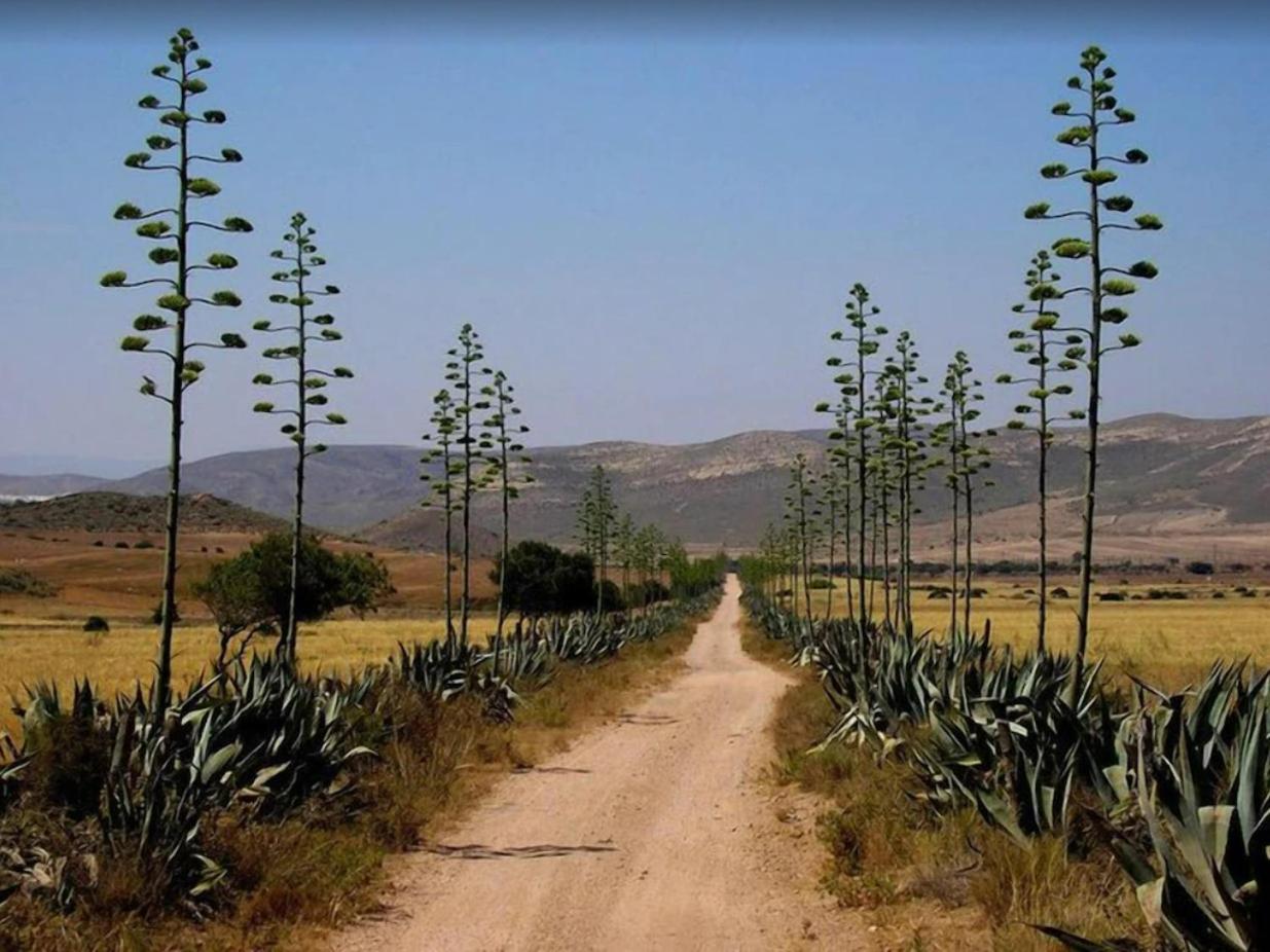 Casa el Olivo
