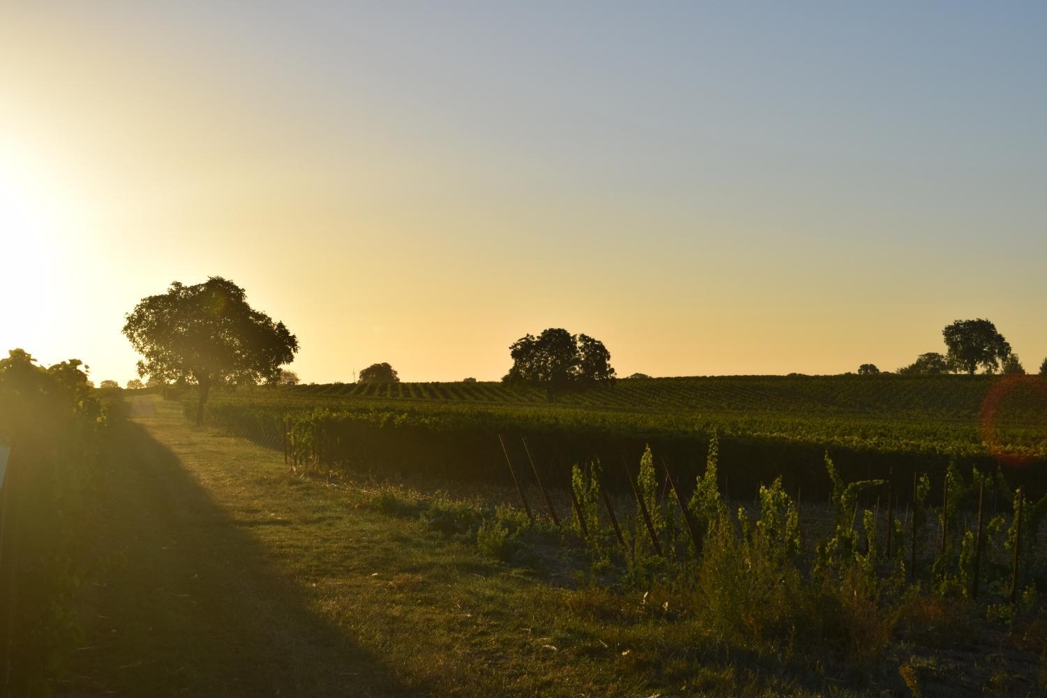 Ferienhaus & Weingut am Steingebiss