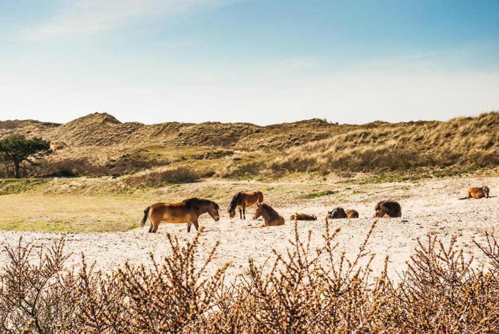 Vakantiewoning 't Juttershuis Egmond aan Zee view 2