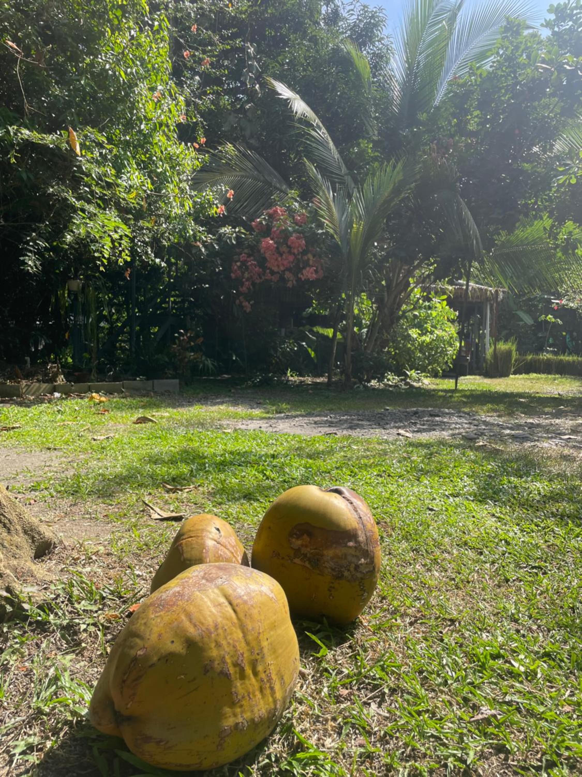 Orgánico Punta Riel